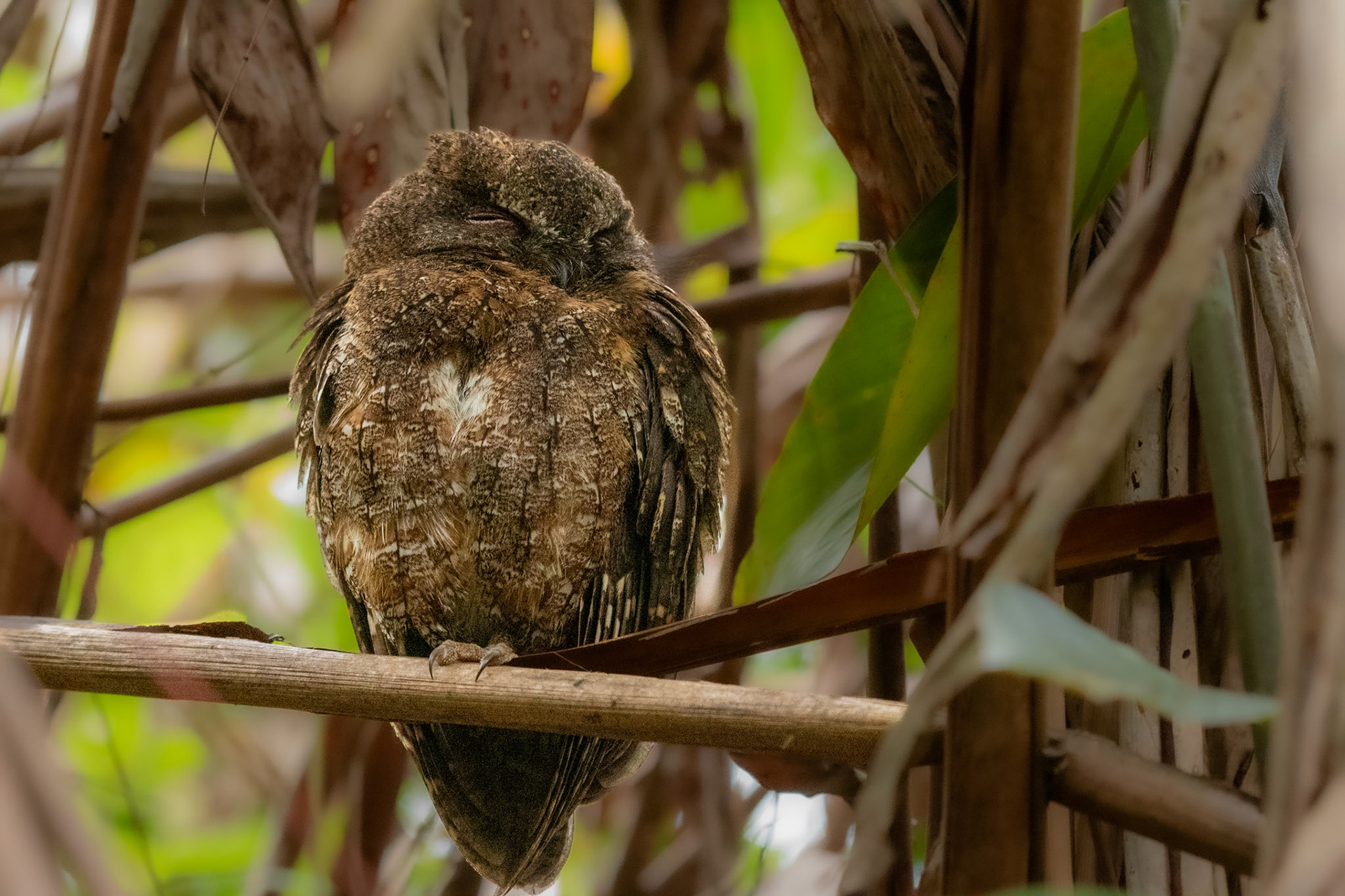 Rainforest subspecies of Madagascar Scops-Owl (Otus rutilus rutilus)  
