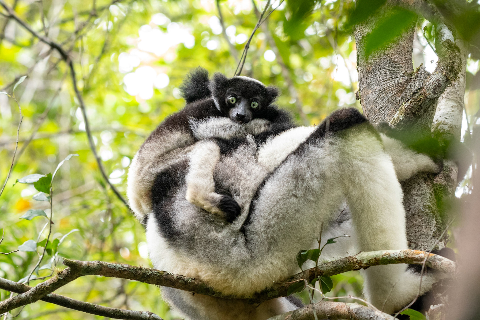 This family group had some young, likely atleast 4-5 months old, still clinging to mother's back. Indri are long-term monogamous, and like most lemurs, they are form a female dominated society. 