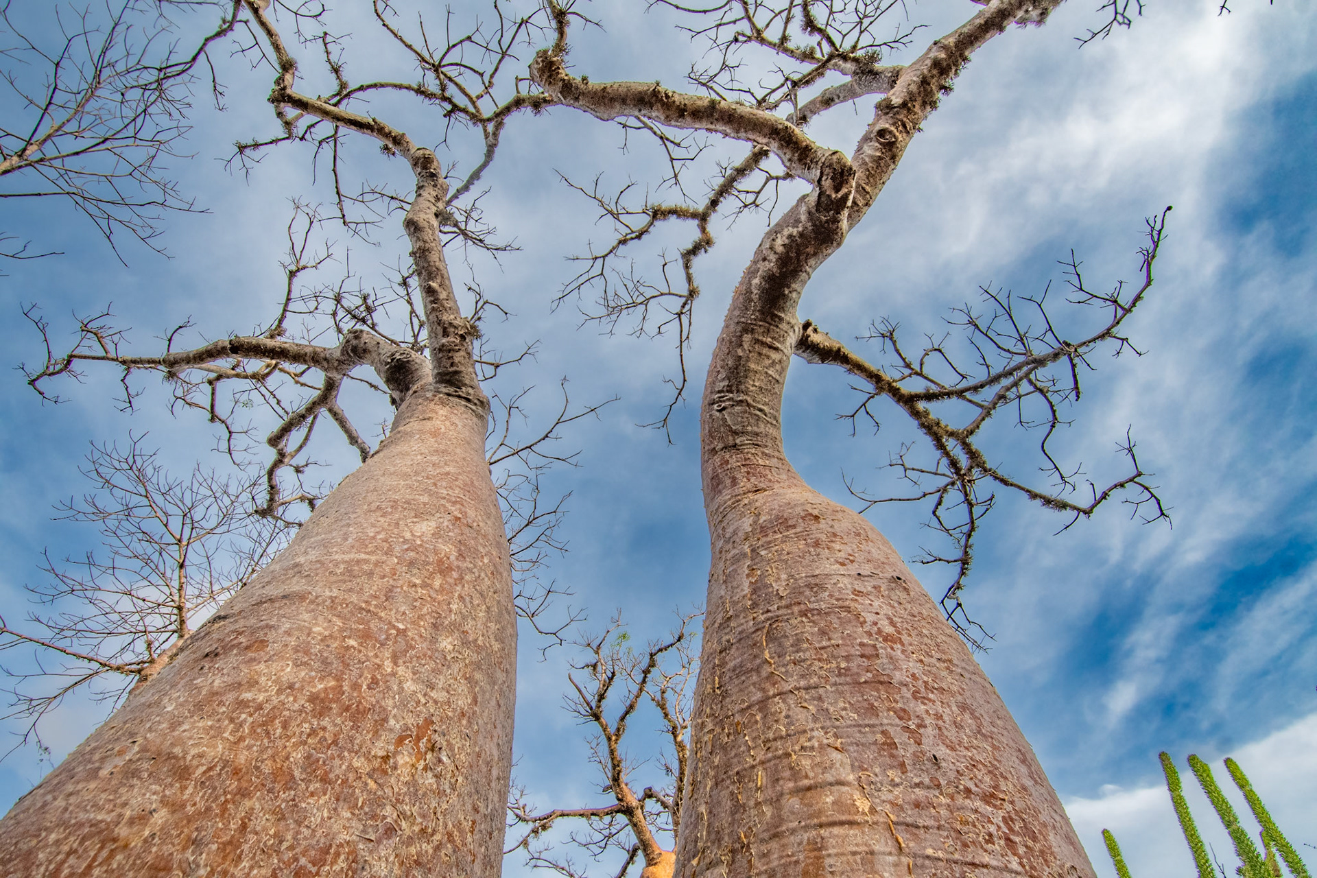 Young bottle-shaped baobabs (Adansonia rubrostipa) with reddish brown bark. 