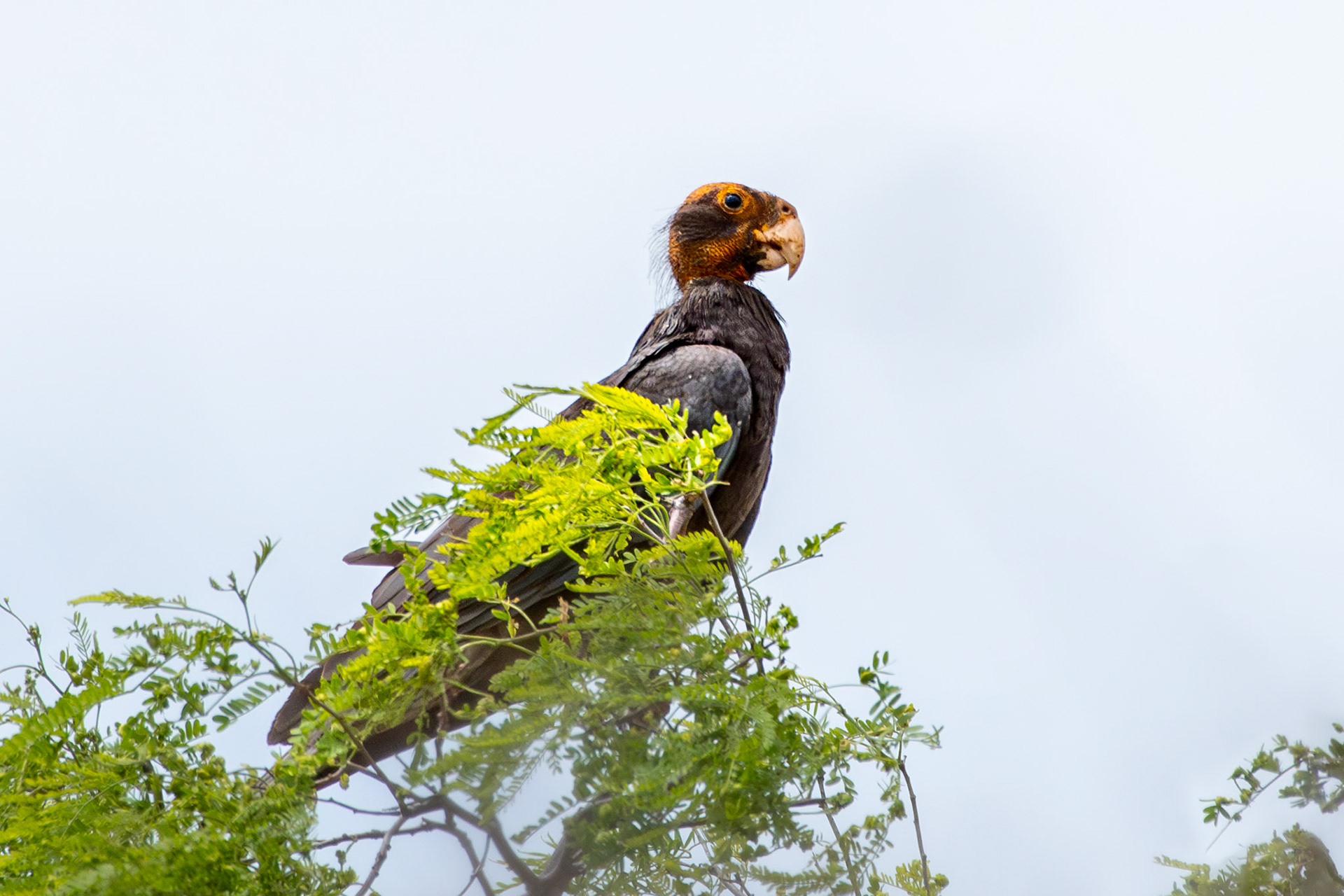 What a Pretty Parrot! - This Greater Vasa Parrrot is most certainly a female. During breeding season, females molt their head feathers and their underlying skin turns bright orange or yellow. 