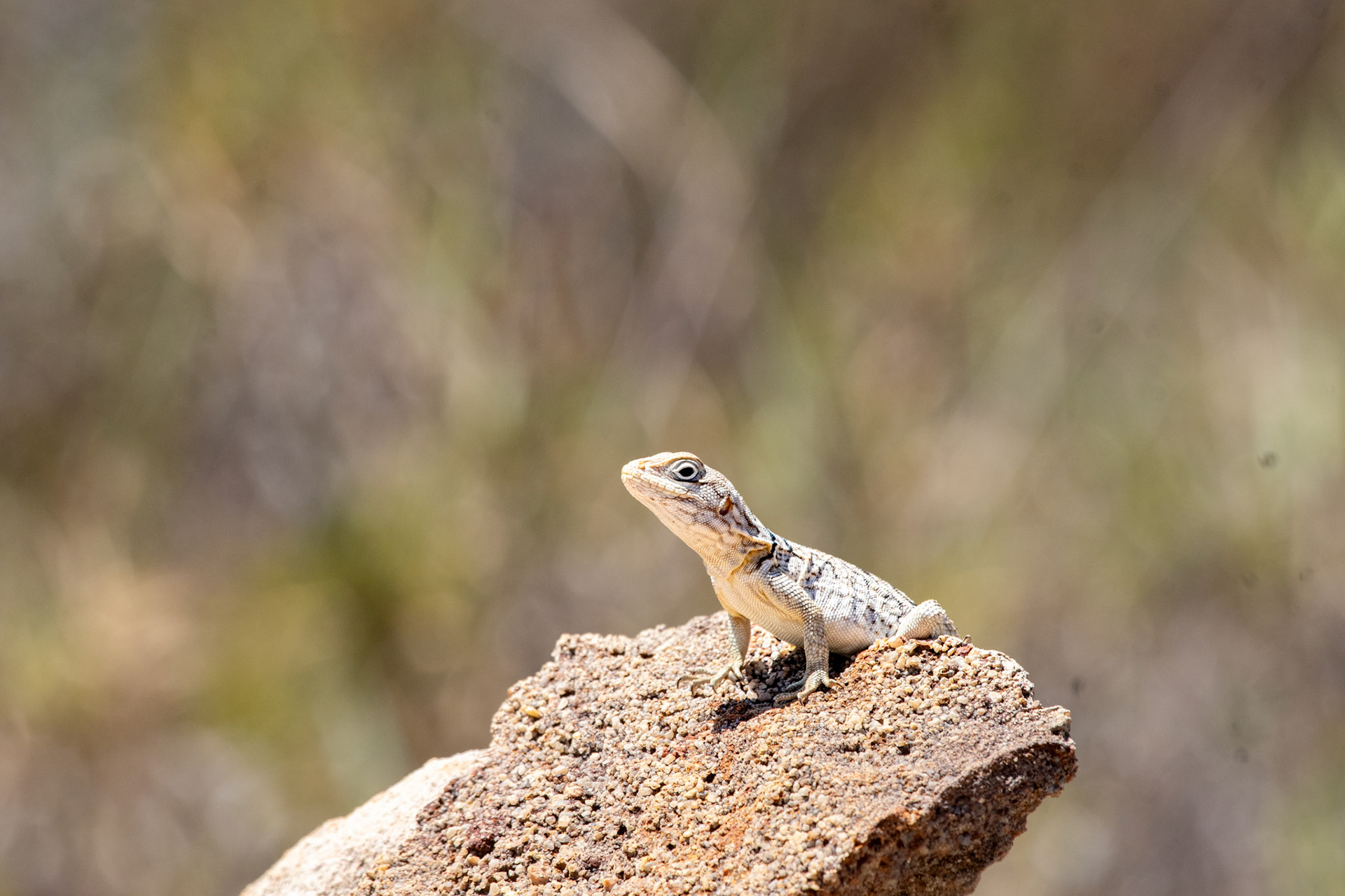 Merrem's Madagascar Swift