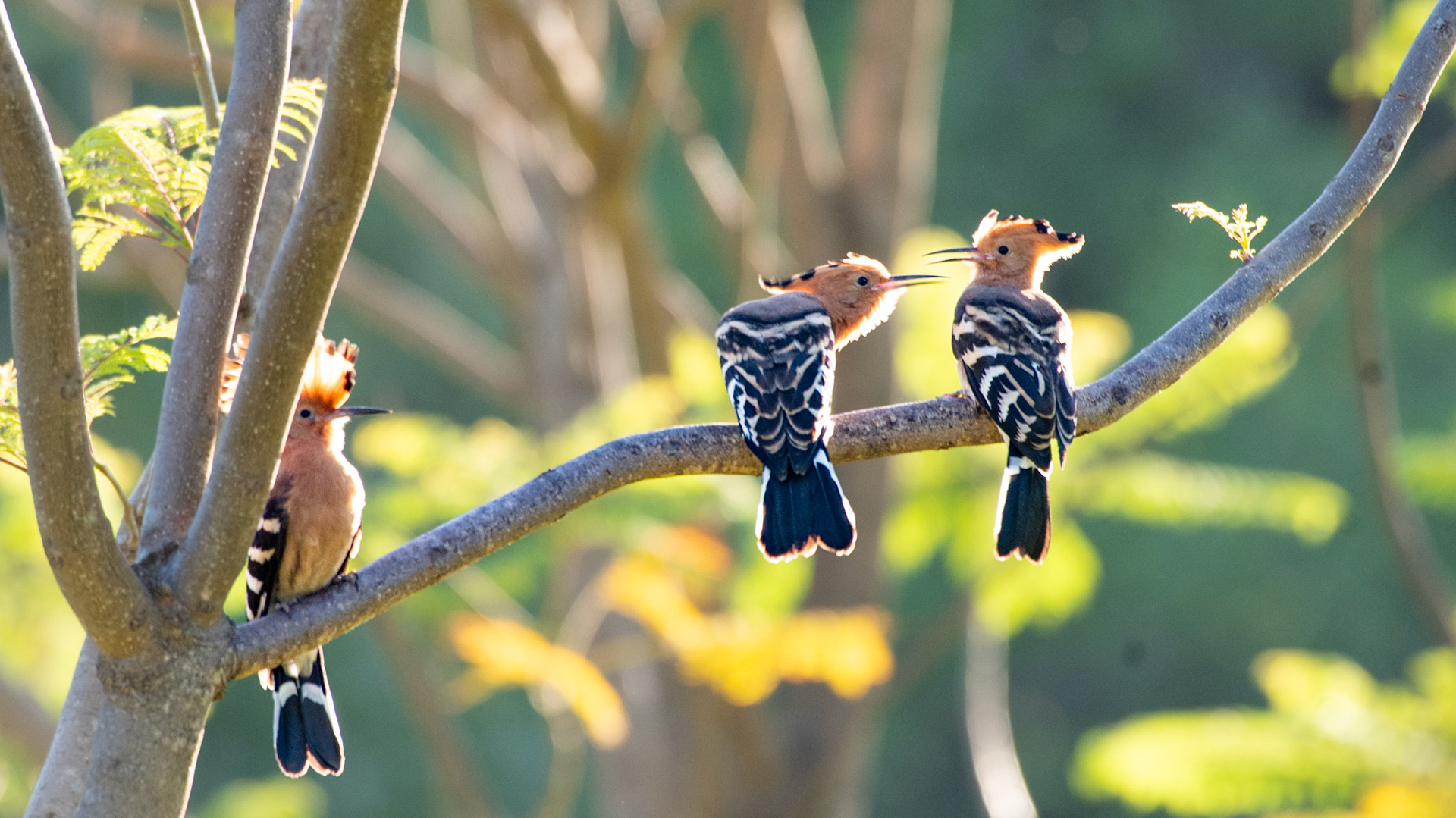 In the courtyard, Madagascar 