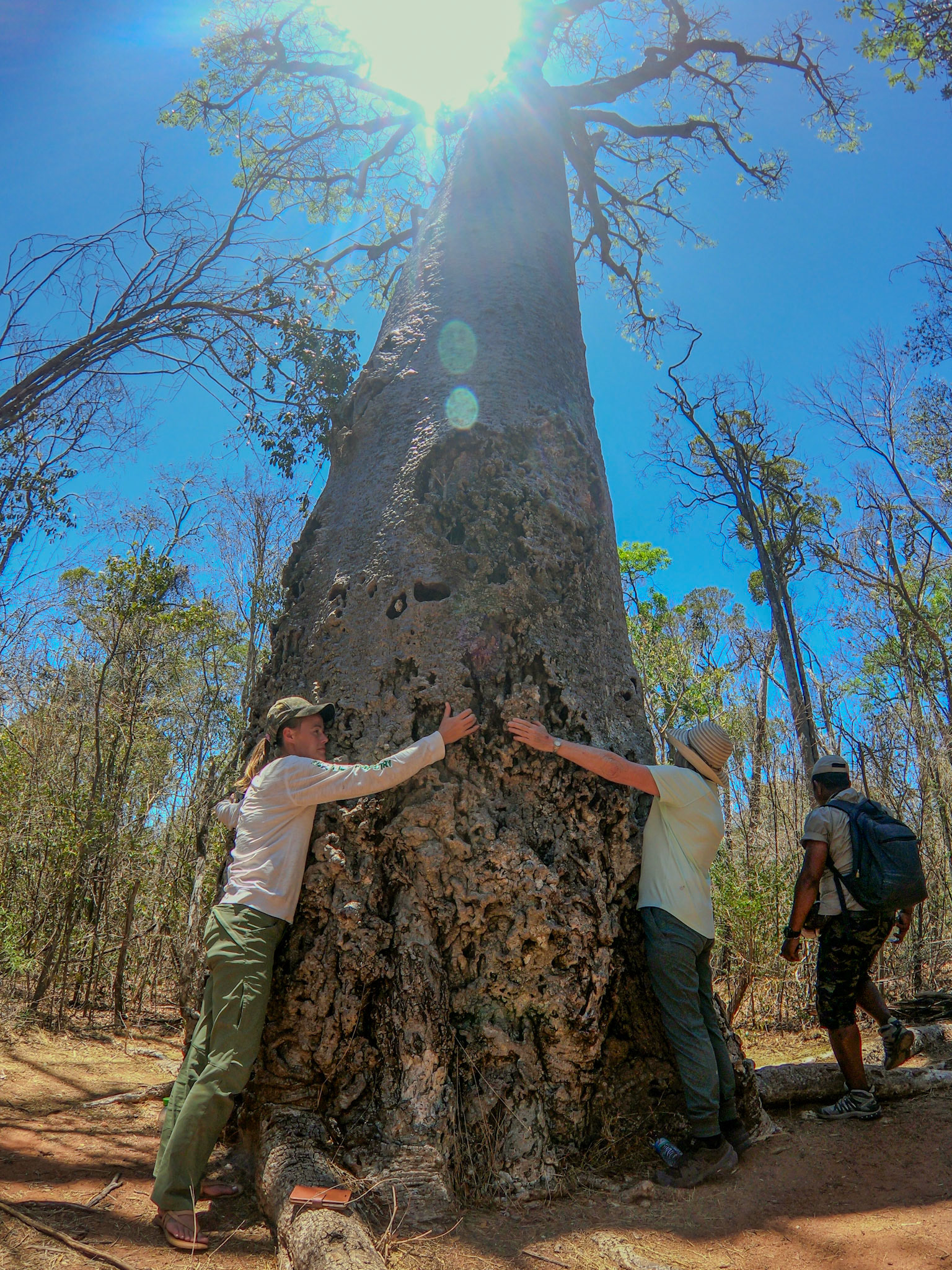 Ringy Baobab (Adansonia Za)