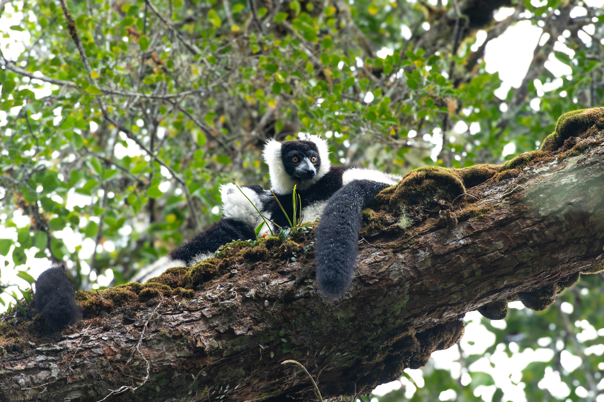 These lemurs are high canopy specialists, spending most of their time feeding on fruits. 