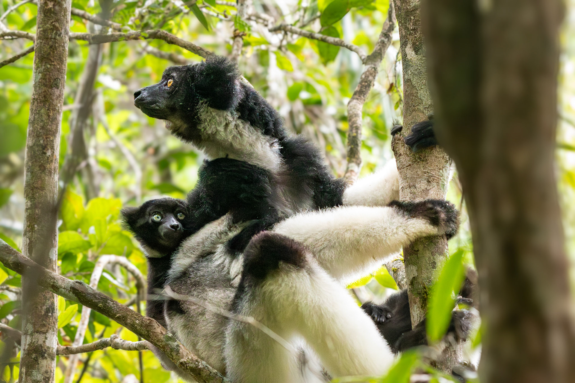 Habitat loss is their biggest threat. Analamazaotra Special Reserve, where we observed this group is one of the premier places to see Indri. However, this reserve was once connected to Mantadia National Park. However logging and deforestation for farming has resulted in these parks now being isolated. Habitat loss has shrunk population sizes, home range size, reduced genetic diversity, and limited their dietary options.  