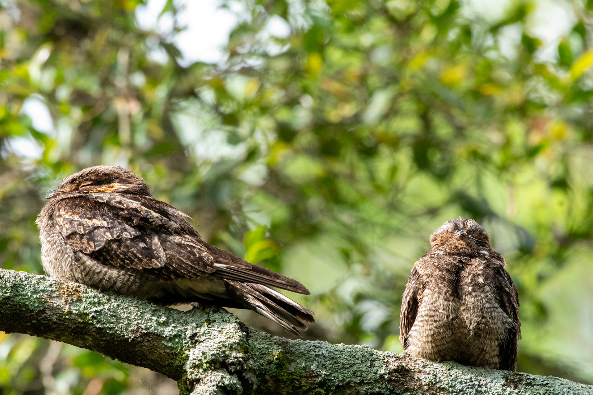 One of the earlier arriving participants had been exploring the Hotel grounds when he found these Madagascar Nightjars (Caprimulgus madagascariensis). 