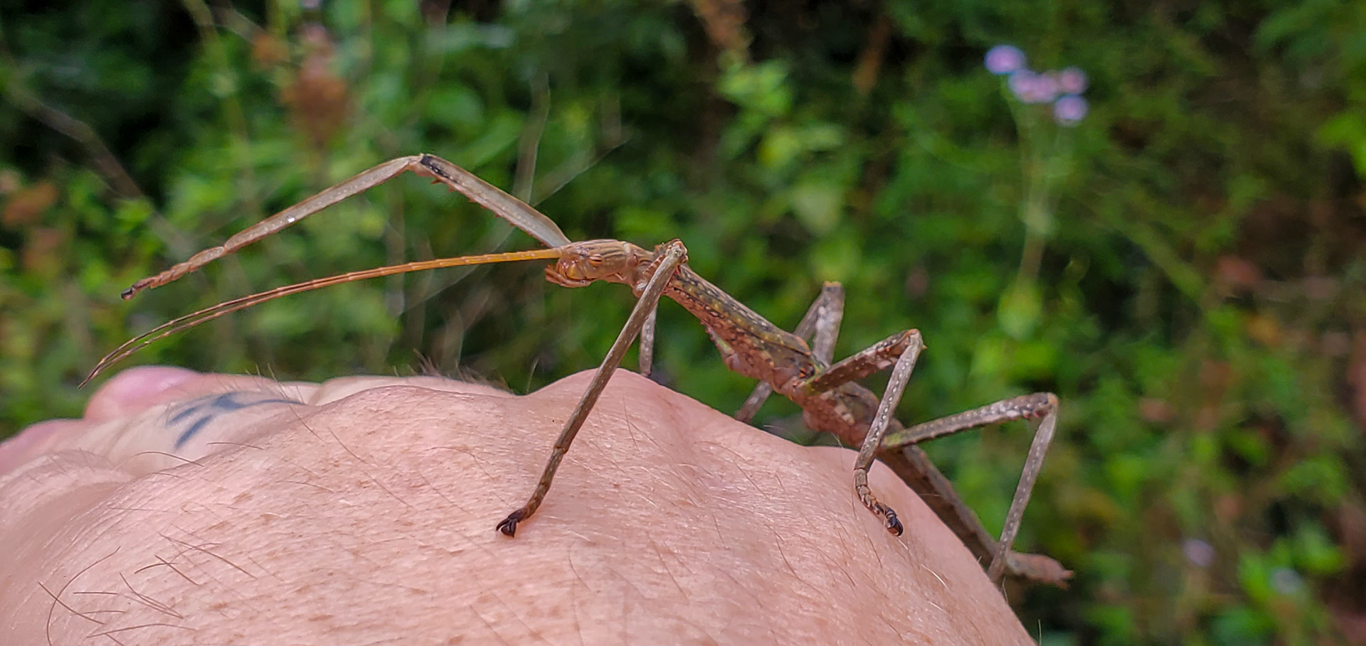 Leiophasmatinae sp. of stick insect