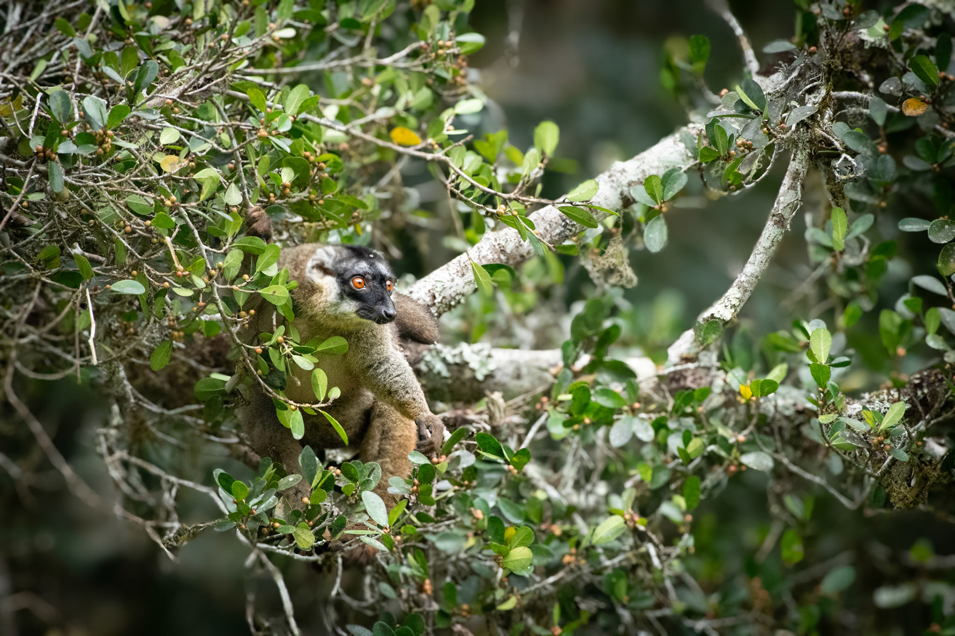 Common Brown Lemurs (Eulemur fulvus) , are as you could image relatively widespread species of lemur, of course only in Madagascar.  