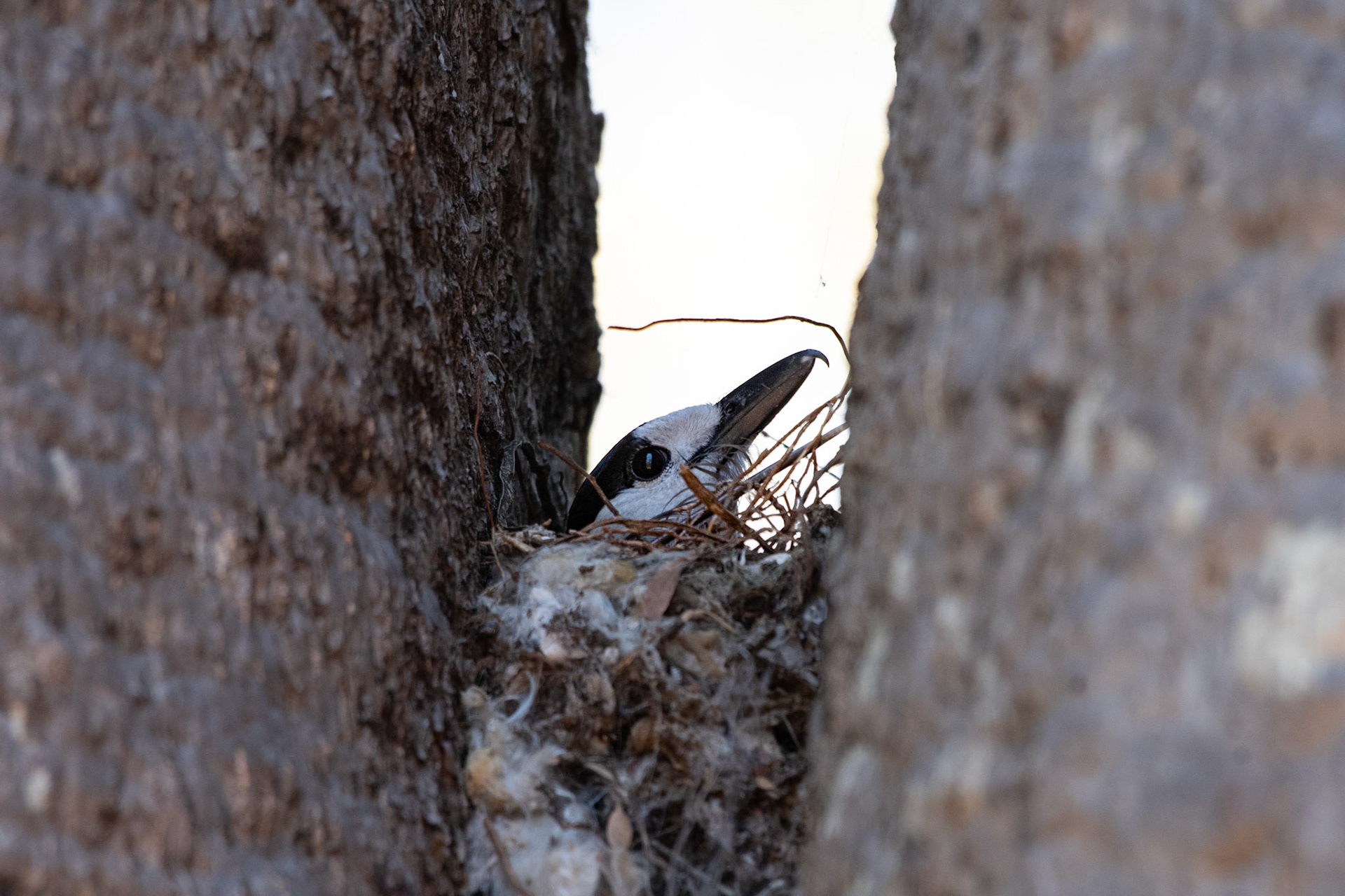 Between these baobab's was a nest of a Hook-Billed Vanga (Vanga curvirostris)