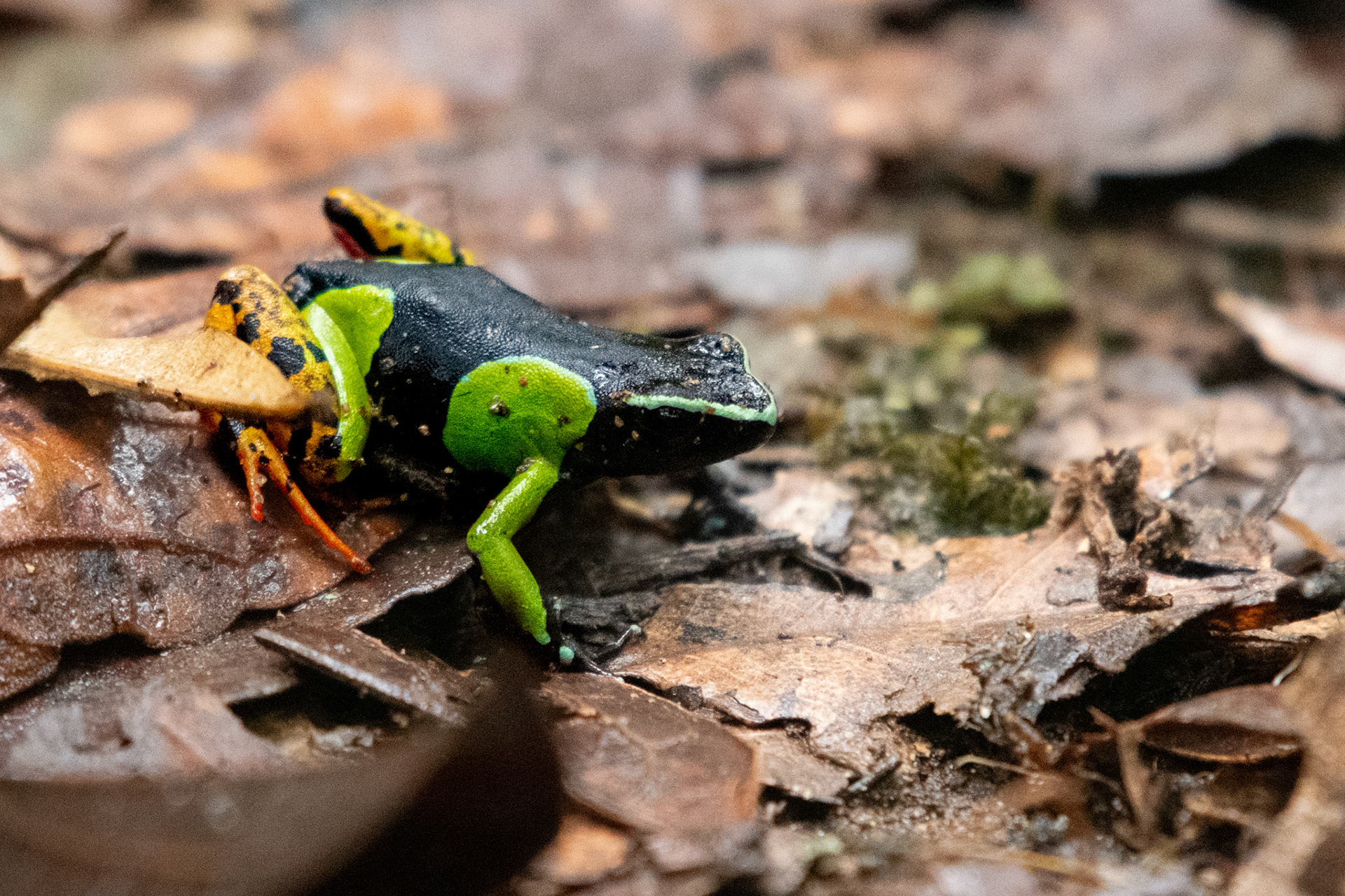 A striking example of convergent evolution - The colourful and toxic Baron's Mantella Frog (Mantella baroni)  resemble poison dart frogs from the Neotropics, but they are unrelated.  