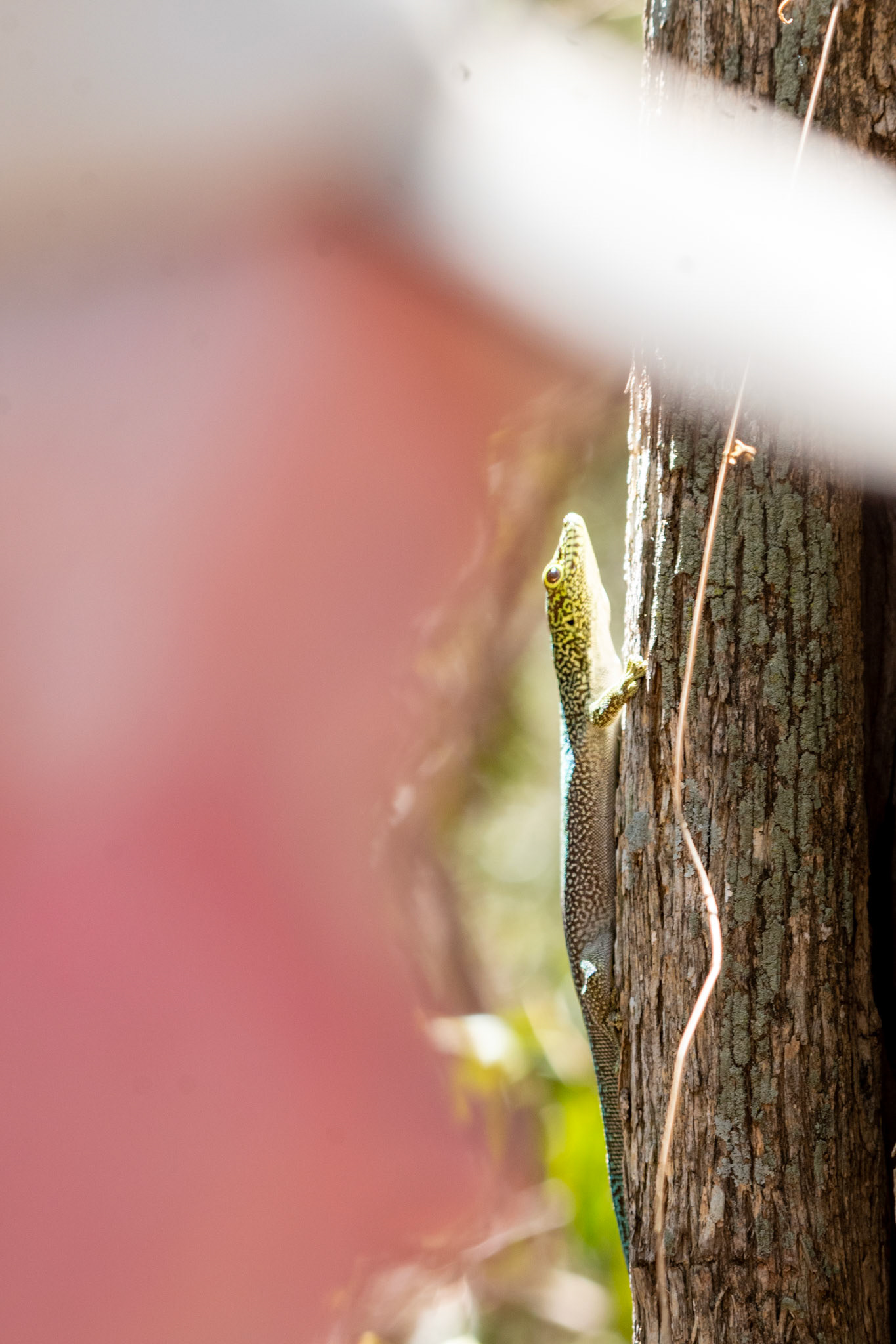 Banded Day Gecko