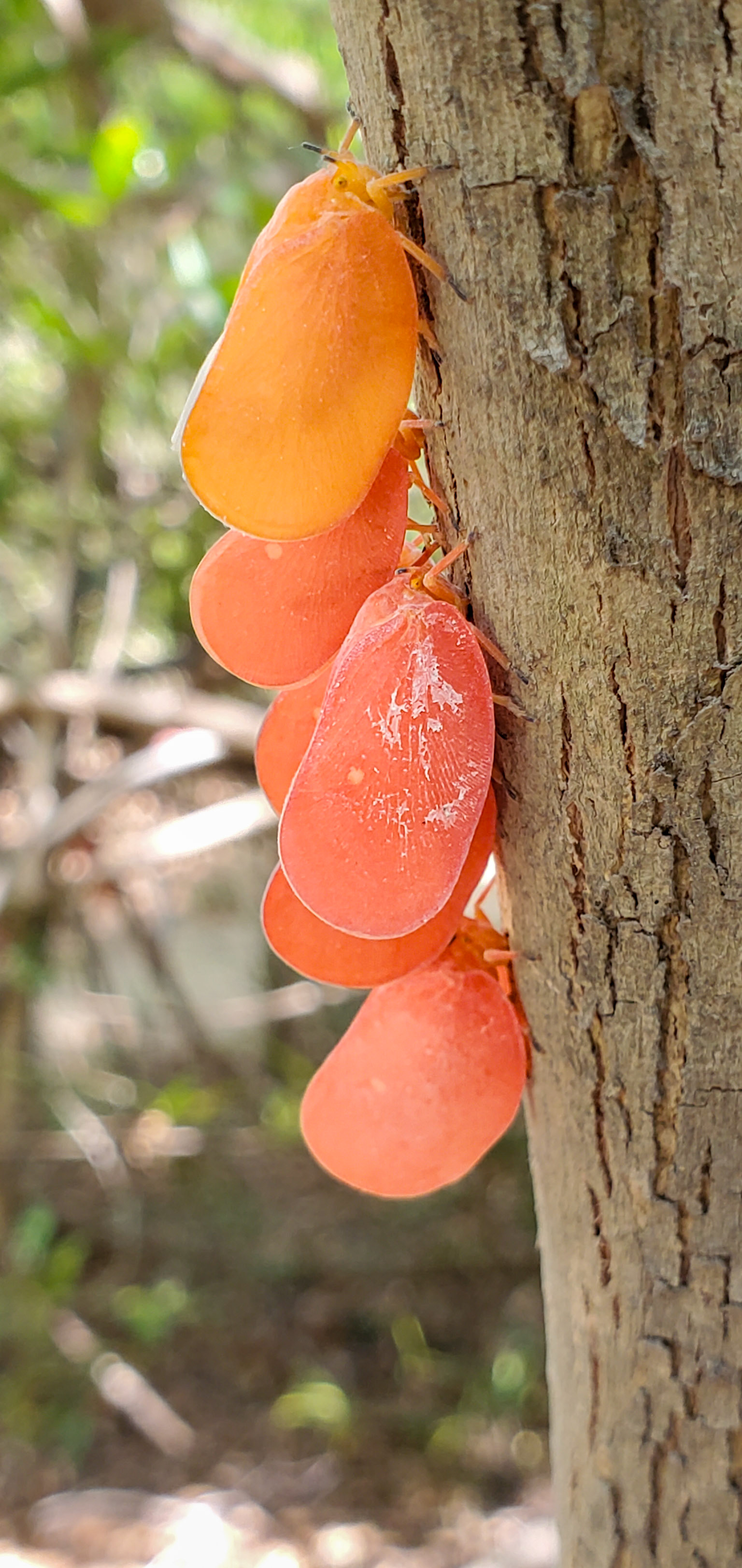 Flatid Leaf Bugs (Flatida rosea) look like they would be tasty! I'm sure they're not but one can dream. Peach? Tangerine? Strawberry Marshmellow?