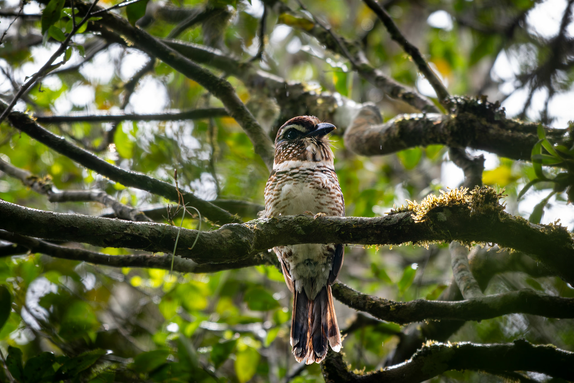 What a chonky boi! This Short-legged Ground Roller (Brachypteracias leptosomus) is showing us it more arboreal than terrestrial than other Ground-Roller. This group holds a special place in my heart, I love their colours and patterns, their shapes, their "boop" vocalizations, and of course the fact that they're only found in Madagascar! This species is a vulnerable species as risk because of the habitat loss and fragmentation of Madagascar's rainforests. 