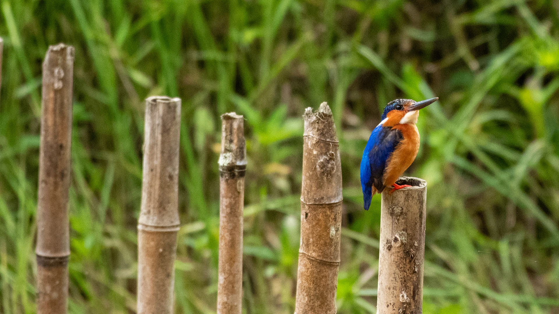 Malagasy Kingfisher (Corythornis vintsioides) is one of two species of kingfishers in Madagascar. This species is a type of river or pygmy kingfisher commonly found around water. While Madagascar's other species - the Madagascar Pygmy Kingfisher (Corythornis madagascariensis) is a type of tree or wood kingfisher found within rainforests.