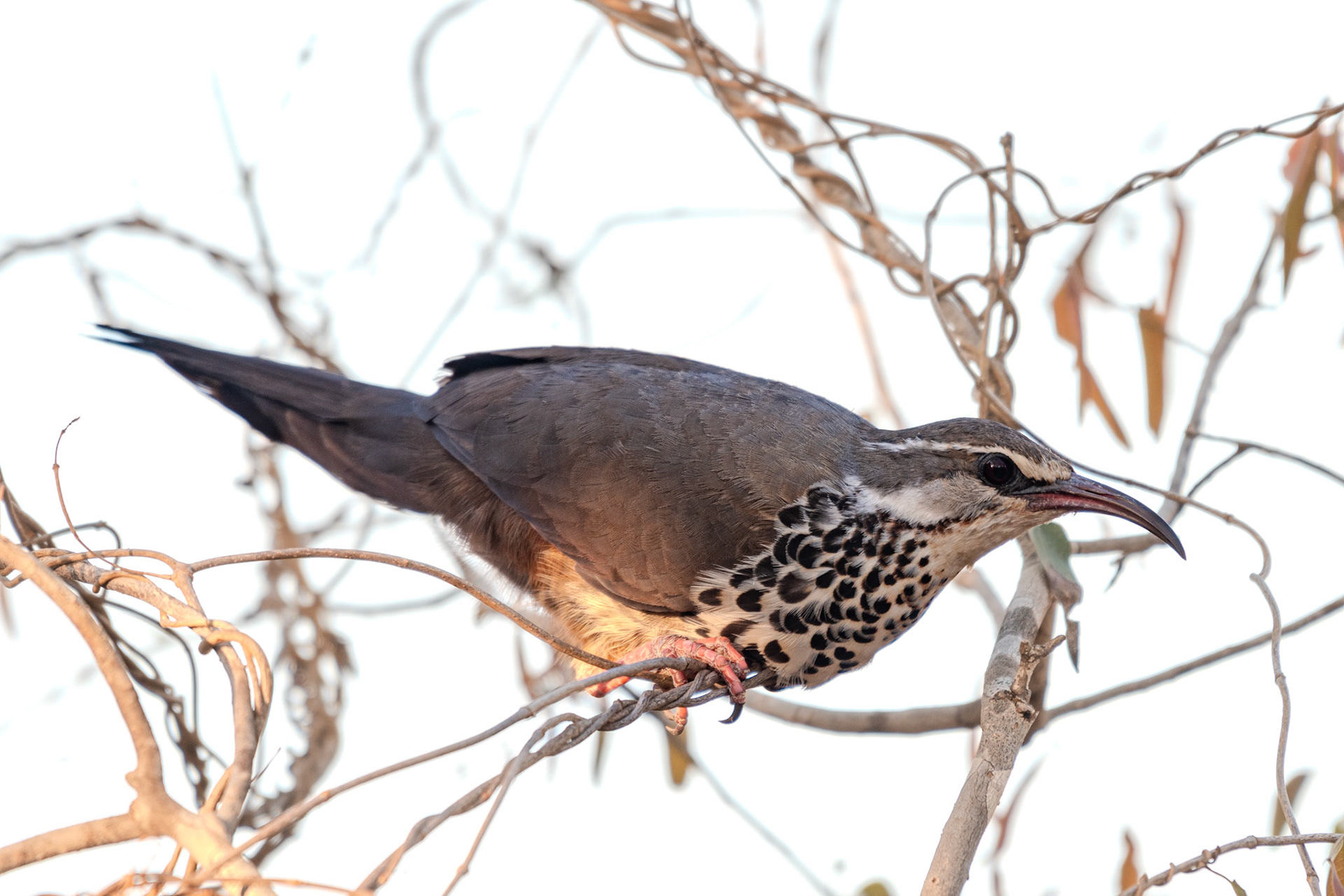 Another epic Spiny Forest species - Subdesert Mesite!  Mesites are another extraordinary, ancient, and evolutionary unique group with 3 different species in Madagascar.  Once thought to be related to rails due to anatomical similarities, phylogenomic studies point to closer relation to sandgrouse or possibly cuckoos. 