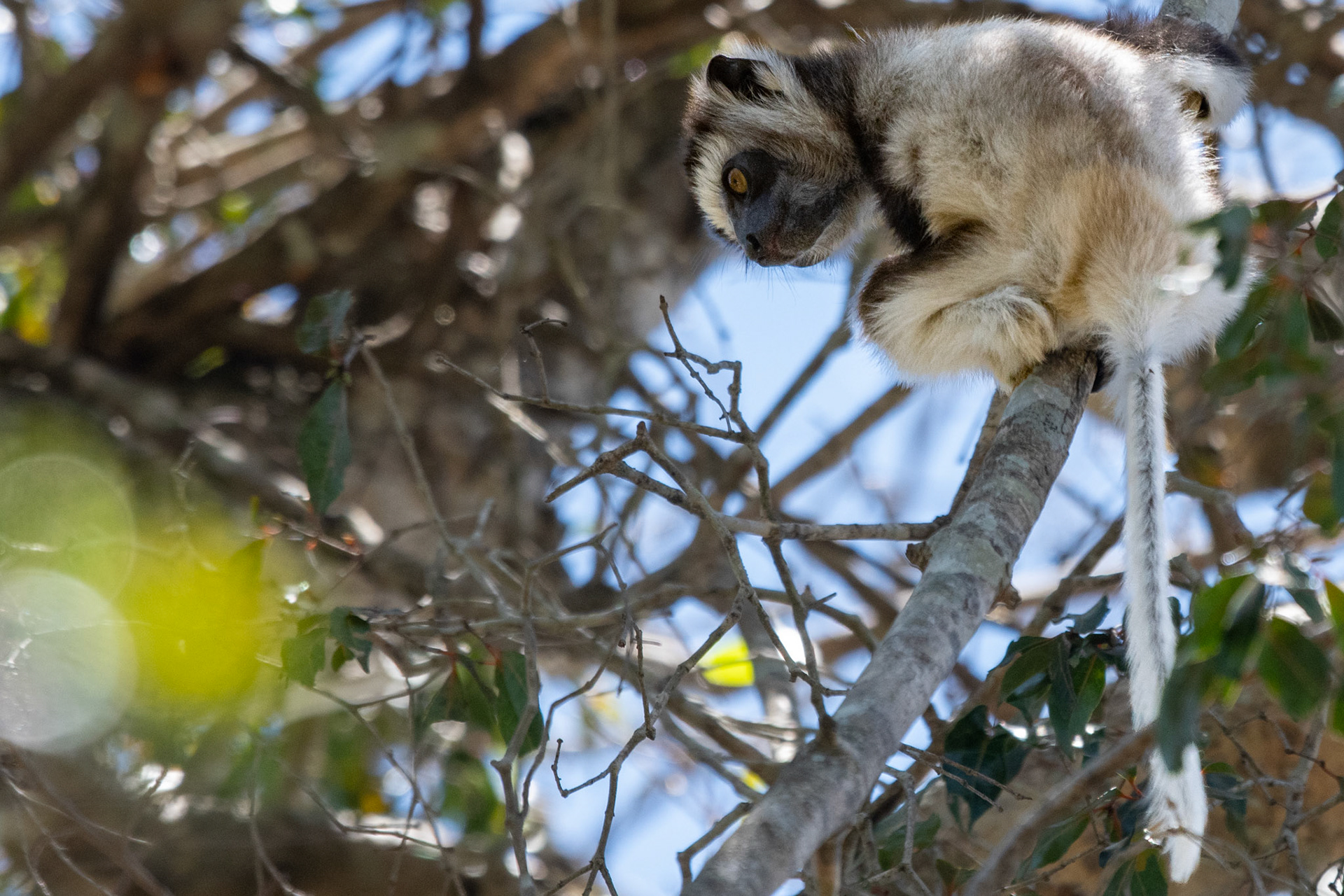 Juvenile Verreaux's Sifaka (Propithecus verreauxi)