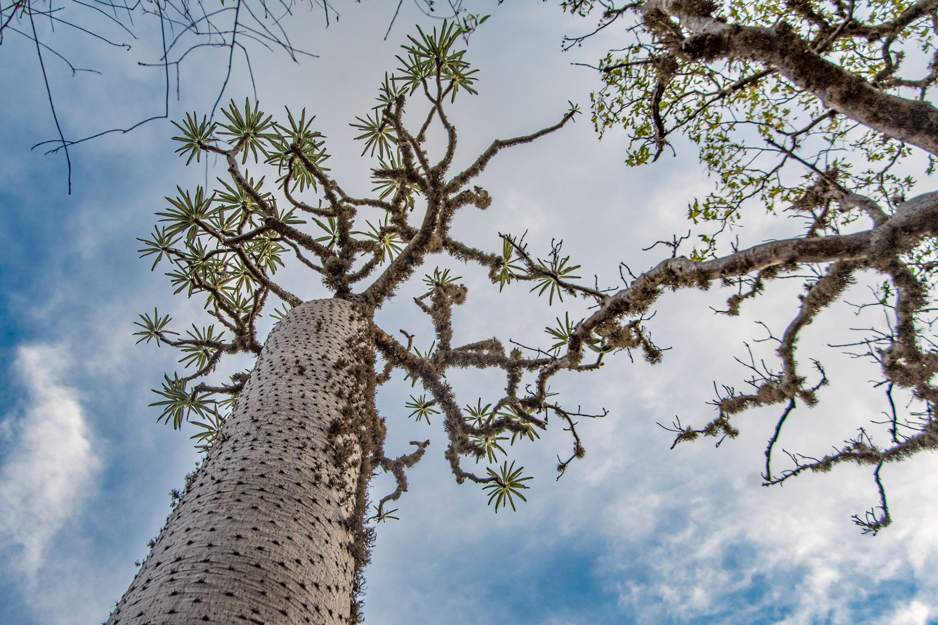  Pachypodiums are succulent plants that exhibit lots of microenvironmental variation, existing anywhere from a flattened and blobby dwarf species to bottle-shaped shrubs and to these catcus like trees. Despite the variation, most pachypodiums can be identified by their thicc trunks often equipped with spines, both which are adaptations to hot and dry environments. 