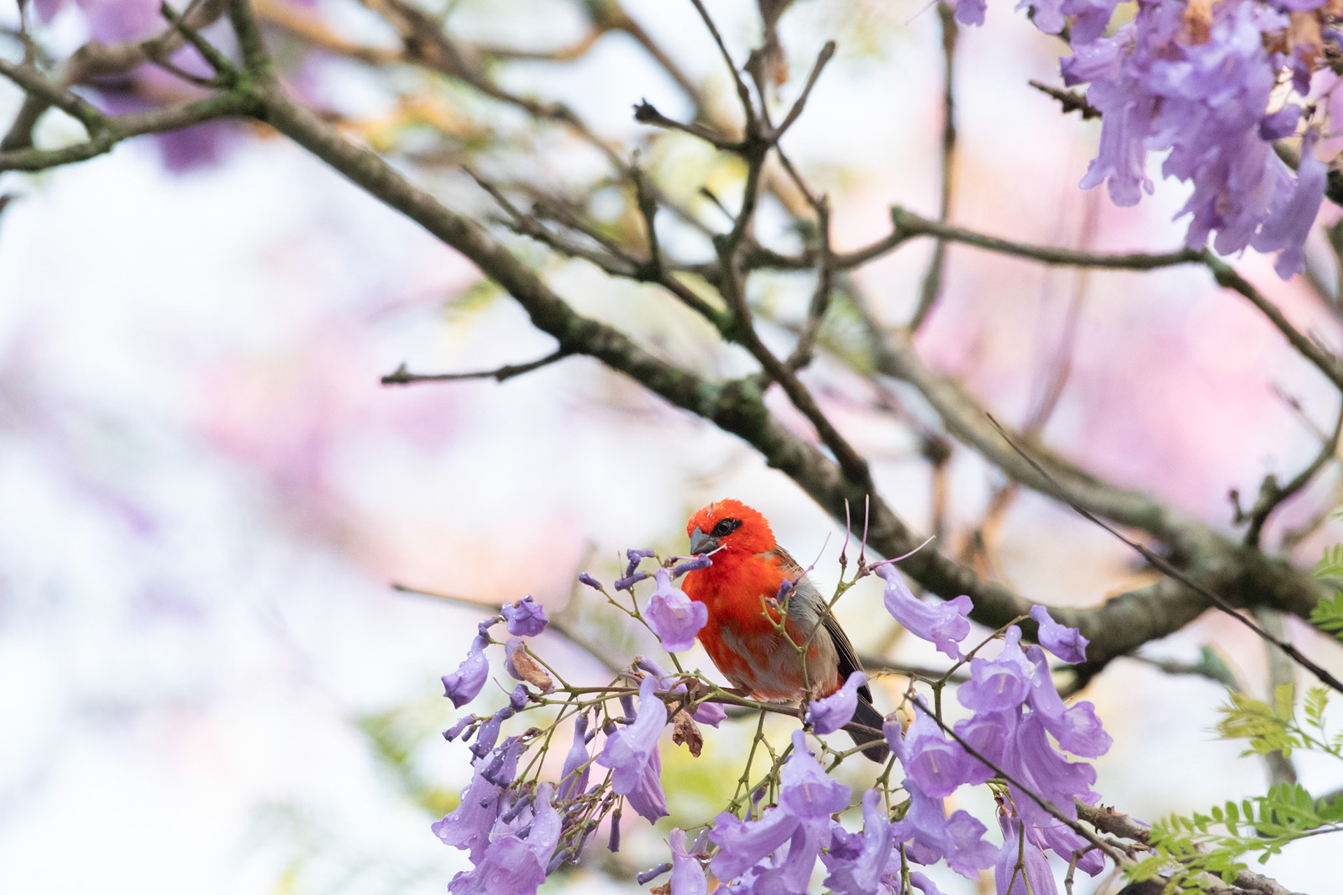 These birds pretty little red balls are quite common in human modified areas like city gardens, grasslands, and other cleared areas. 
