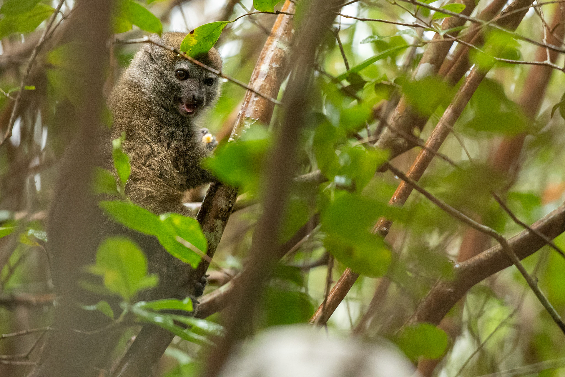 Lemur Island (captive) Eastern Grey Bamboo Lemur. Bamboo is unpalatable to most because its super fibrous and some species produce potent cyanide toxins. It's a back and forth evolutionary arms race for bamboo to produce toxins to dissuade lemurs, and lemurs evolving more sophisticated mechanisms for detoxification. Bamboo lemurs are Madagascar's ecological equivalent to the Giant Panda and Red Panda, in their unique specialization in a primarily bamboo diet. "The evolution of this behaviour has allowed these species to 'corner the market' in bamboo and reduce competition with other lemurs. However, there is a price to pay: having 'driven into an evolutionary cul-de-sac,' becoming intimately tied to their food sources and vulnerable to any changes that might impact them. 