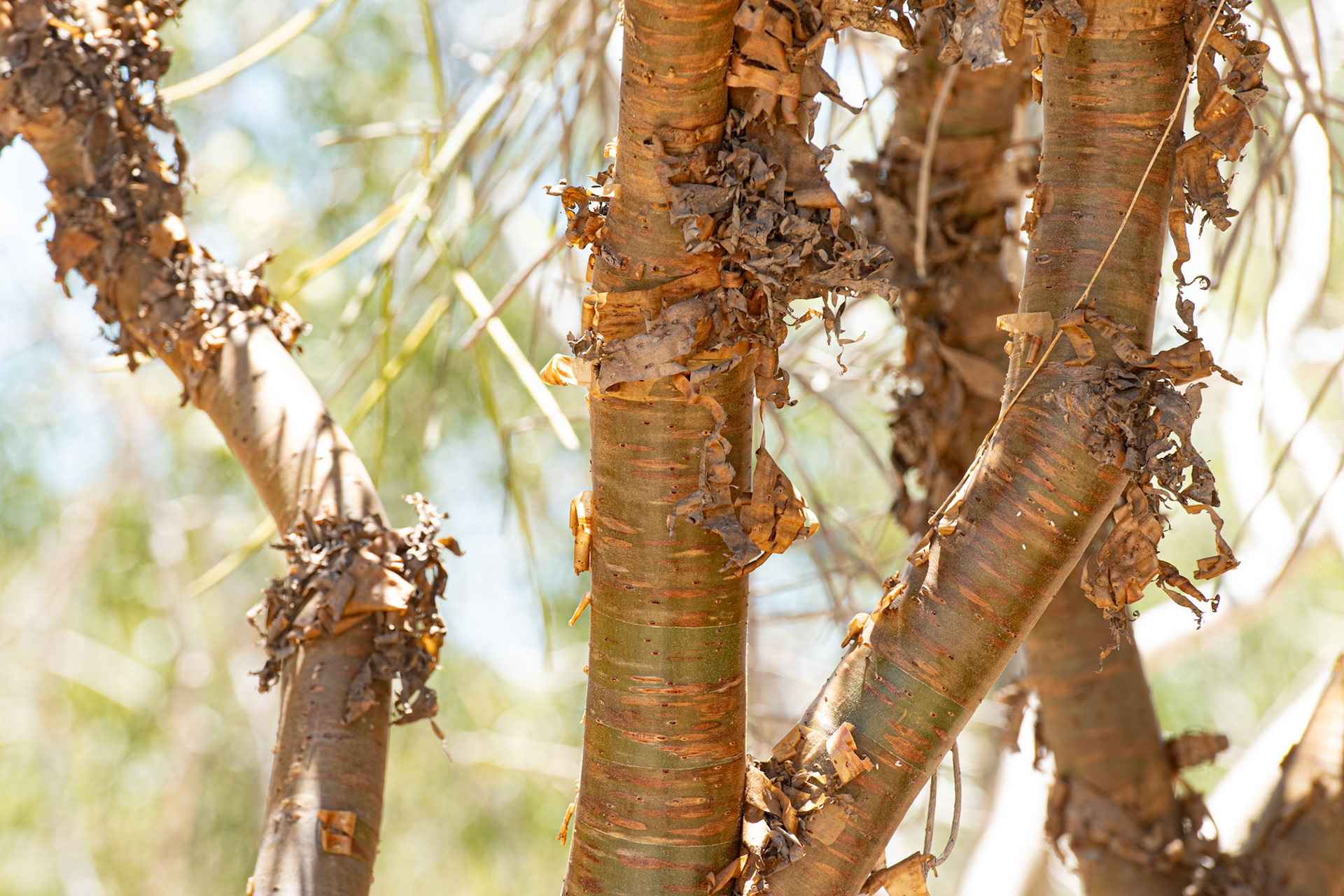 Several of Madagascar's trees, like this Euphoria tree have peeling bark, that exposes a photosynthetic later of bark below. Stem recycling photosynthesis could be an important adaptation in hot and dry environments, by allowing plants and trees to continue to provide carbon resources when leaf photosynthesis is likely to have all but ceased. It has also been shown to increase water use efficiency, play an important role in supporting stem hydraulic function, reduce water loss. 