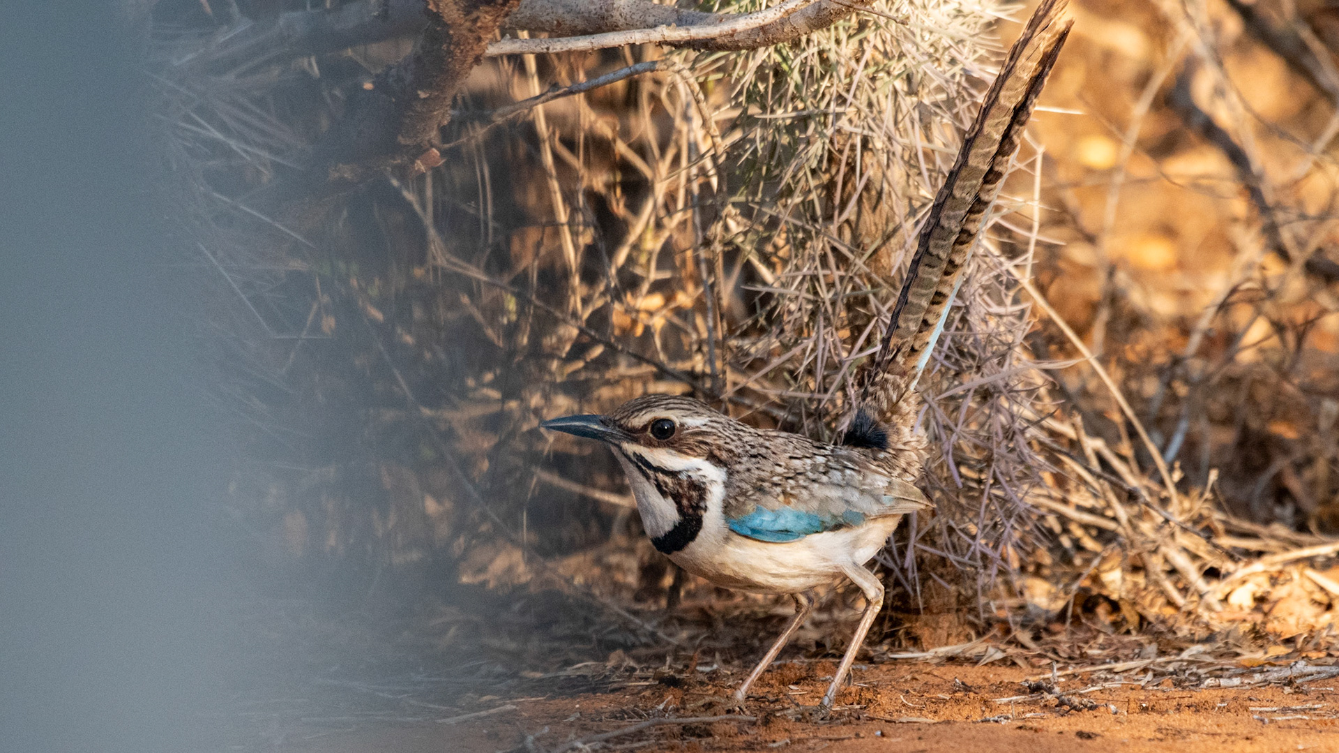 Built like a Roadrunner, the Long-Tailed Ground-Roller is a denizen of the Spiny Forest understory.  Built for speed with a long tail for balance, strong legs for running, brown and white mottled plumage for camouflage, a long-bill for catching invertebrates and small vertebrates. 