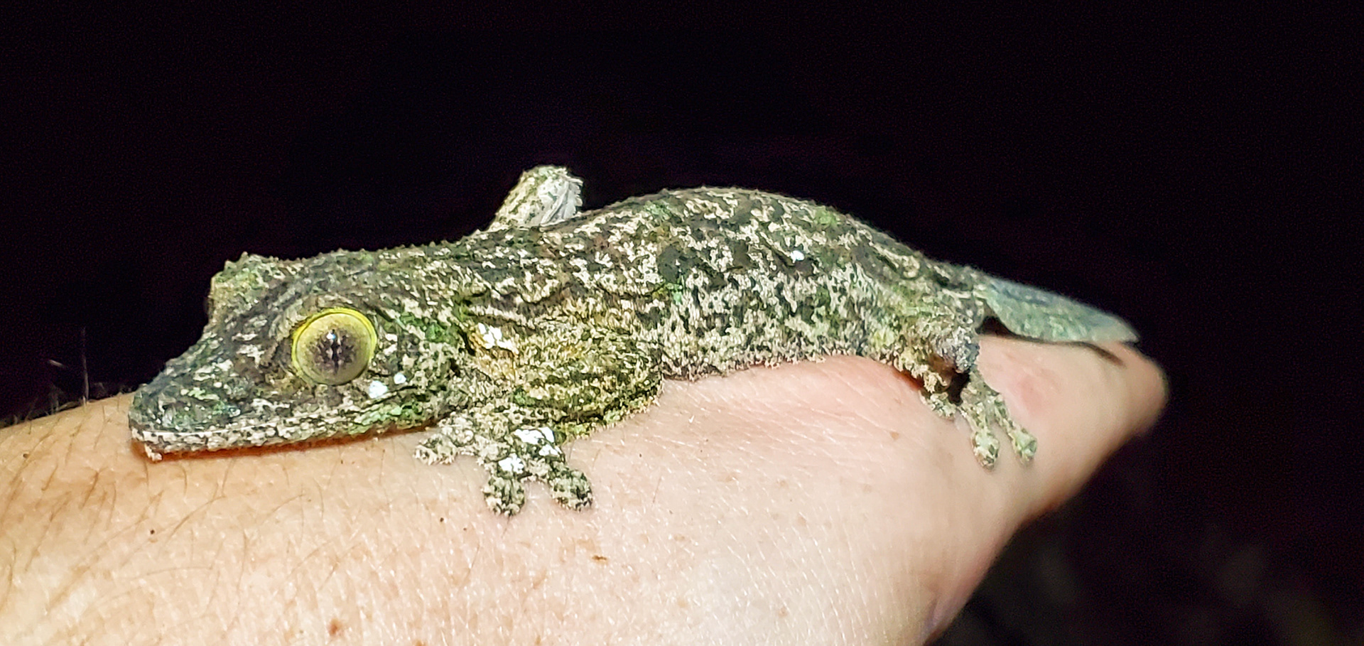 "Madagascar is a land of distinctive and odd creatures, a whole different track of evolution from the rest of the world. A good example of this is the Mossy Leaf-Tailed Gecko (Uroplatus sikorae), a master of disguise whose mossy fringes and colour changing abilities allow it to blend into the tree truncks where it sleeps during the day." - from Wildlife of Madagascar 