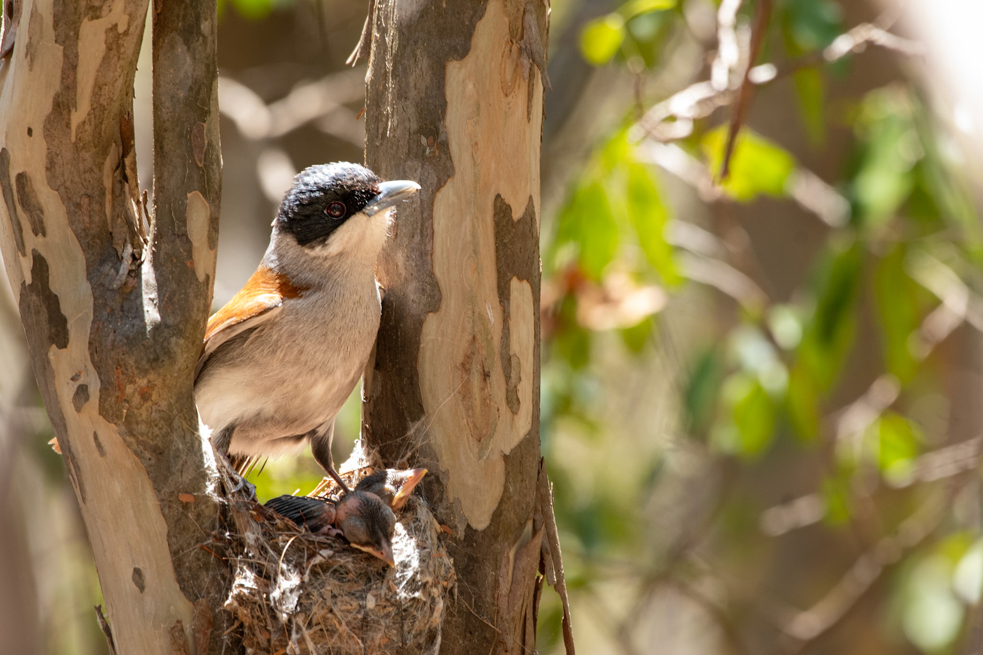 Rufous Vanga (Schetba rufa) on nest