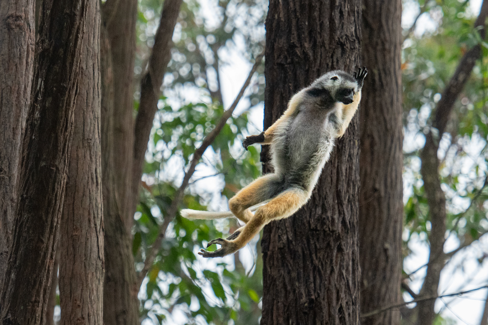 Leapin' Lemur! Lemur Island (captive) Diademed Sifaka 