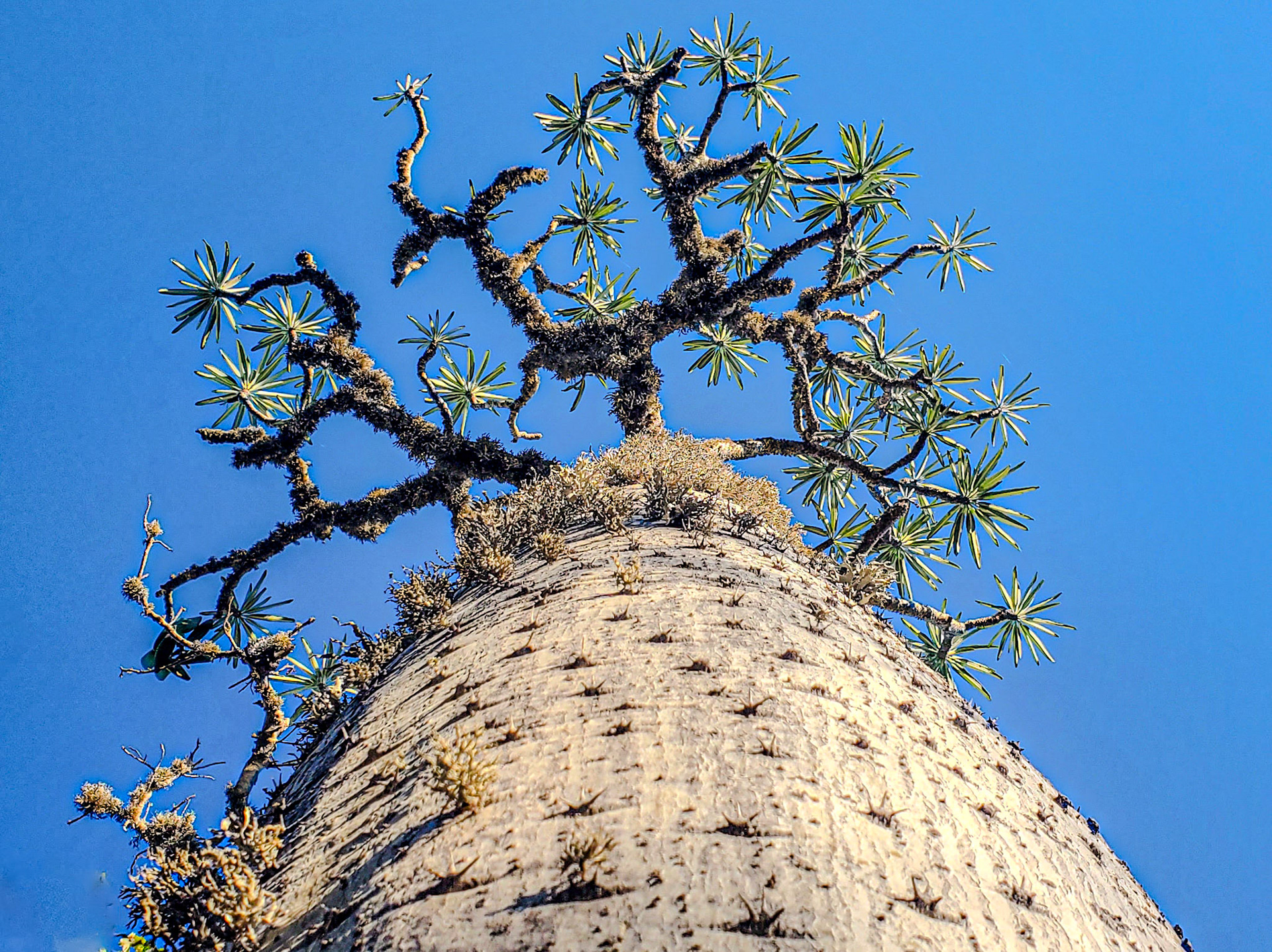 Ghost-Men (Pachypodium geayi) - A giant pachypodium (meaning 'elephant foot') over almost 5m tall.