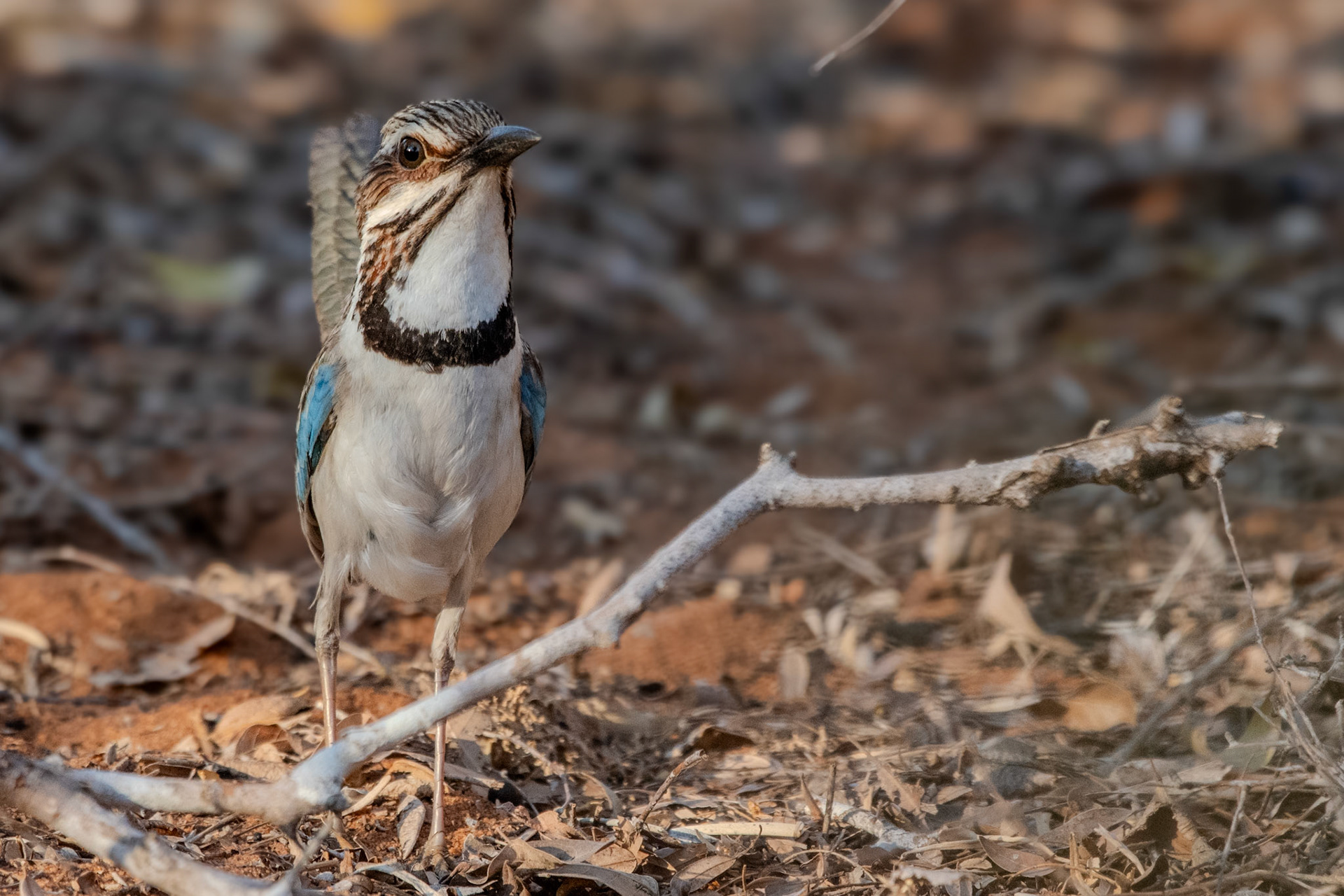 Considered elusive and shy, we were lucky to have a team of hard working guides and trackers locate this bird and essentially herd it (and our group) into idea view spots. The bird was light on its feel, quick and agile, but also froze for several moments giving us good time for study (and photos).  