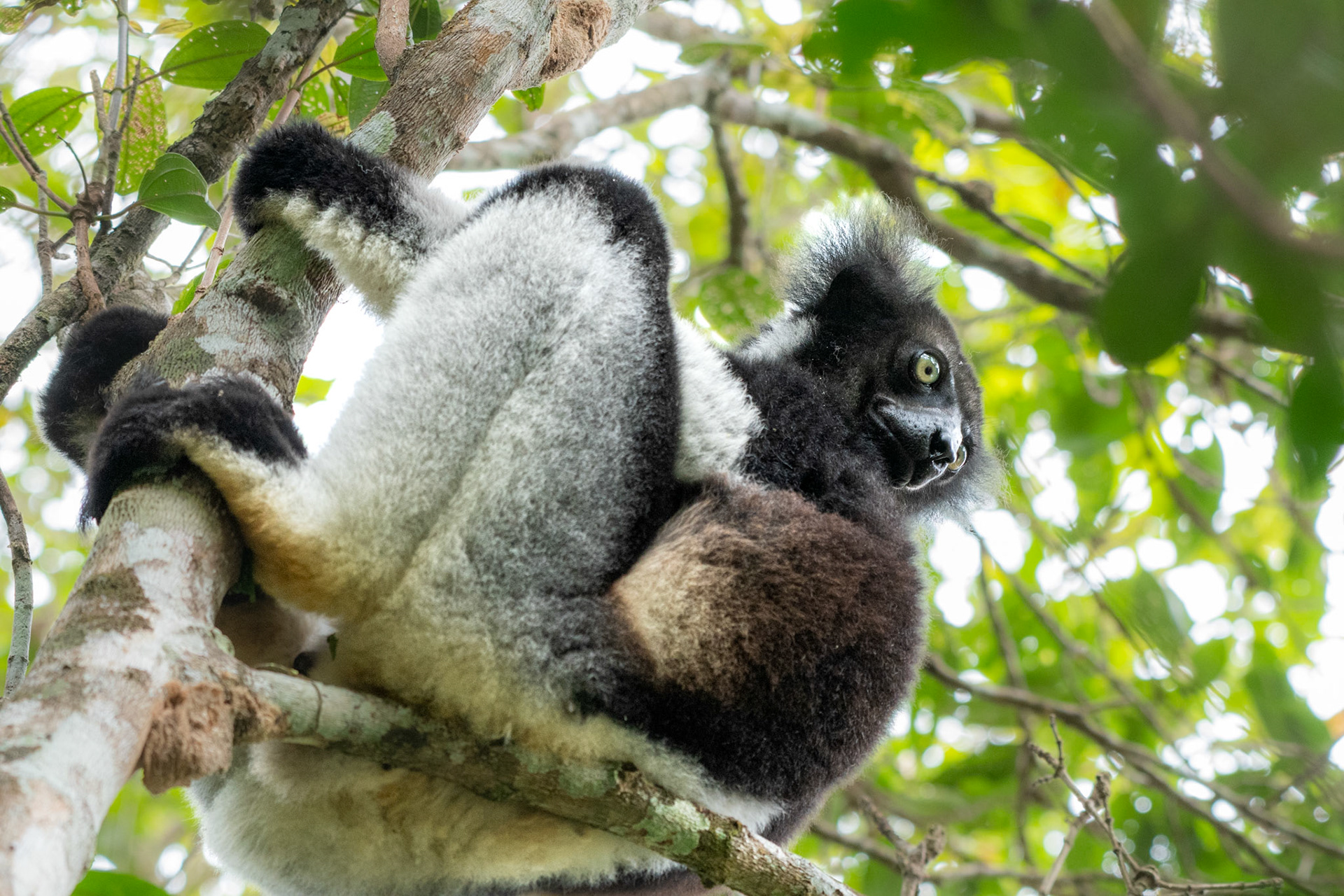 Indri! The largest living Lemur and a Critically Endangered species! What a thrill it was go from hearing them distantly from our hotel, and then louder and louder as we moved closer and closer until BAM! All of a sudden they were 10 feet from us! These large, tailless lemurs mostly maintain an upright posture, giving them a more human-like appearance reminding you that they are in the Primate lineage.  