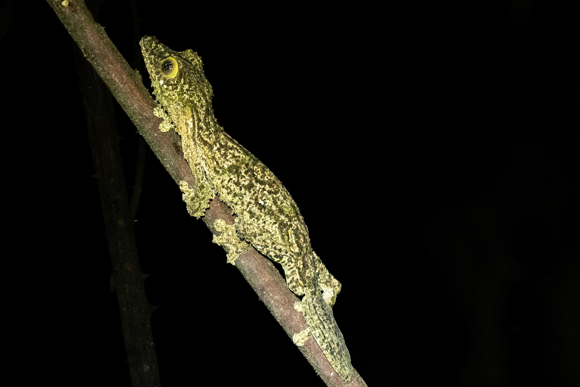 Previously, I had only seen photos of them during the day, and it seemed like it would be near impossible to spot them. 