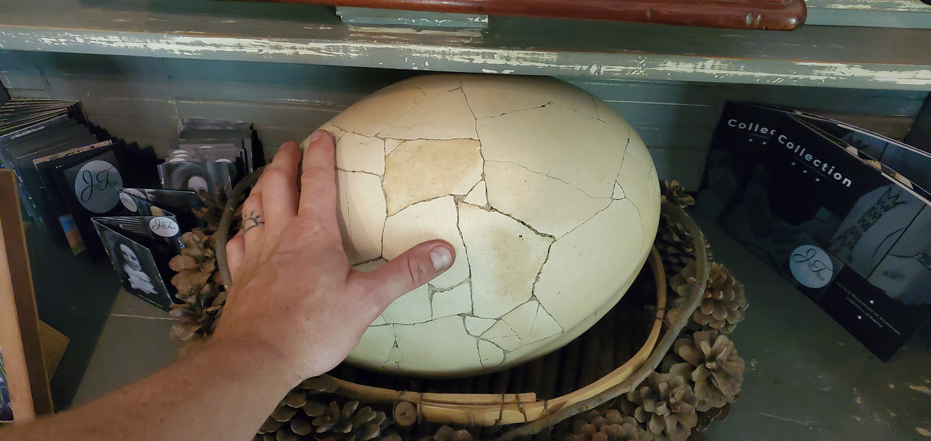 Madagascar's Elephant Birds were the largest bird ever, laid the largest eggs ever, and consequently had the largest single cell ever.  Elephant bird eggs shells still litter many areas of Madagascar, evidence of their widespread range and relatively recent extinction around ~1000AD. It's crazy to think that their closest living relatives are New Zealand's Kiwis! 