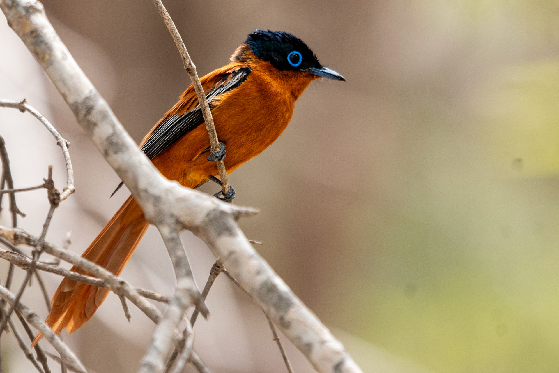 Madagascar Paradise Flycatcher, rufous morph