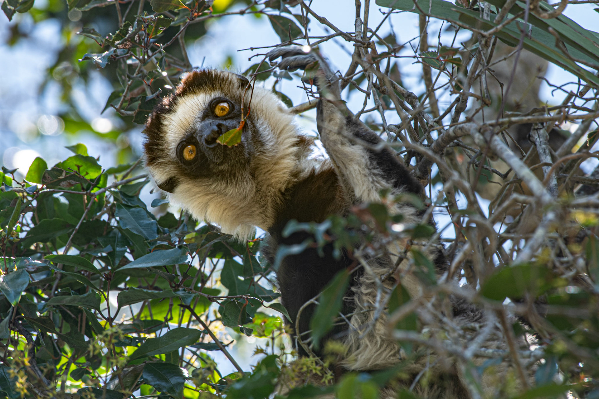 Verreaux's Sifaka (Propithecus verreauxi) - I was stoked to see this species of sifaka because it closely resembled Zaboomafoo (a Coquerel's Sifaka) from the TV show I watched as a kid.  