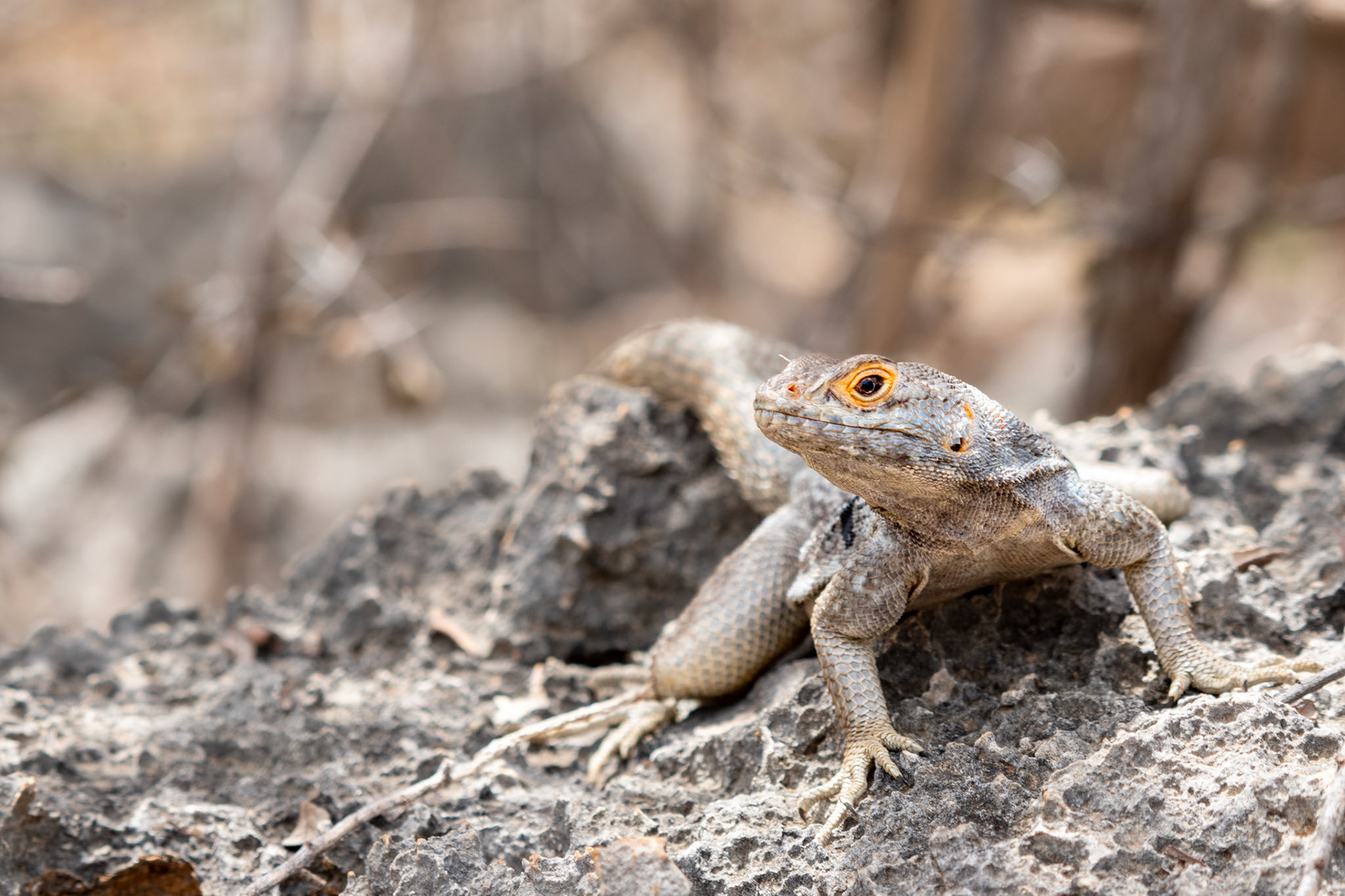 Dumeril's Madagascar Swift (Oplurus quadrimaculatus) -  Madagascar's reptilian swifts are somewaht of a mystery. They are closely related to iguanids that are found oinly in the America's and on some Pacific islands. It's thought they probably originate from the ancient time when Madagascar was connected to South America via Antarctica. 