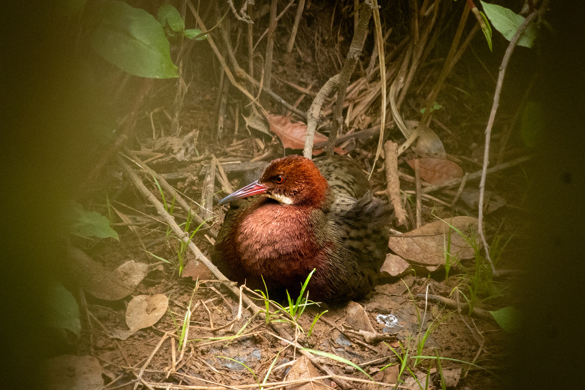 White-throated Rail (Dryolimnas cuvieri). Colourful, cool (not so shy) , and confident looking. "schweeet"! (it's call).