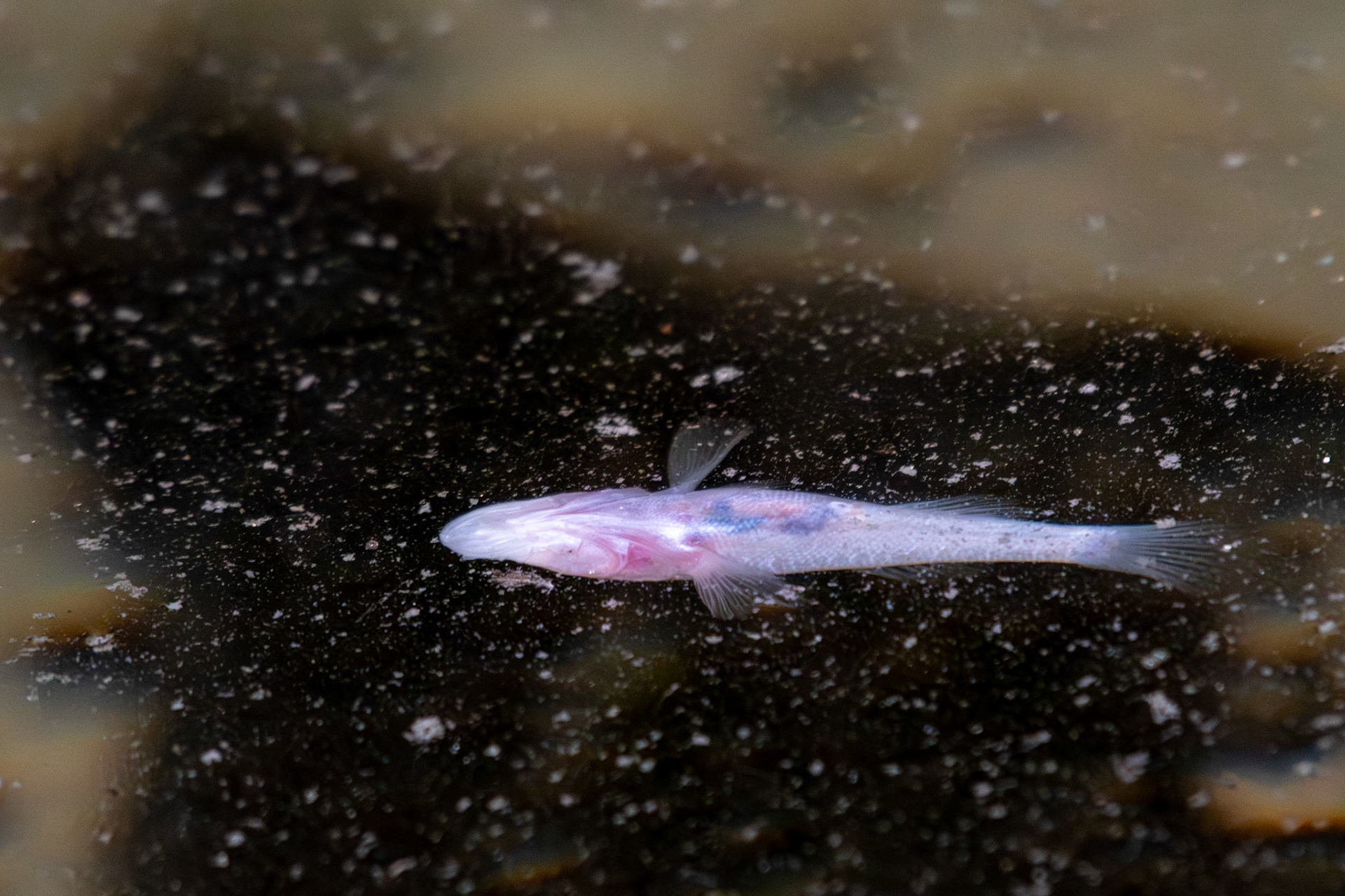 Endangered Blind Fish (Typhleotris madagascariensis) in Mitoho Grotto, a sacred cave in Tsimanampetsotse where fossils of the extinct giant tortoise, giant lemur, and elephant bird egg shells have been found. 