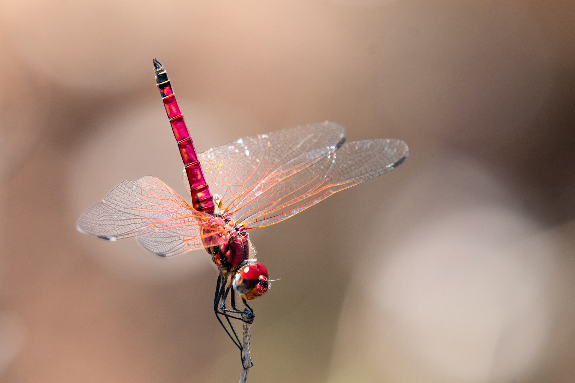 Crimson Dropwing Dragonfly (Trithemis selika)