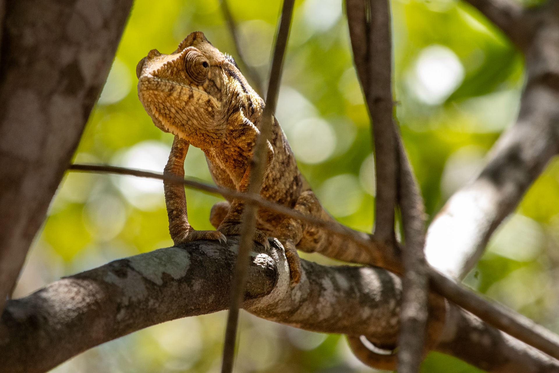 Spiny Chameleon (Furcifer verrucosus) 
