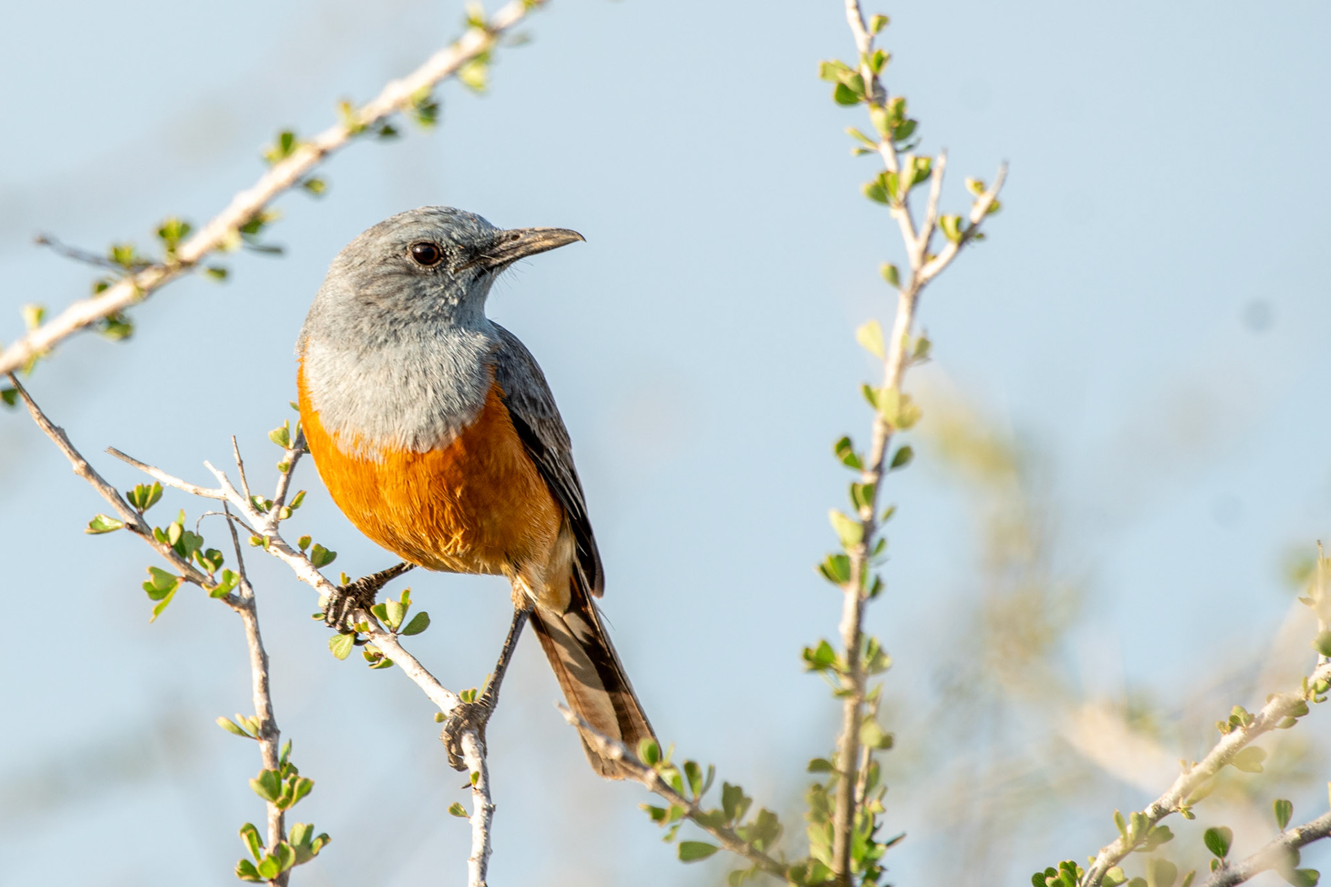 Littoral Rock Thrush