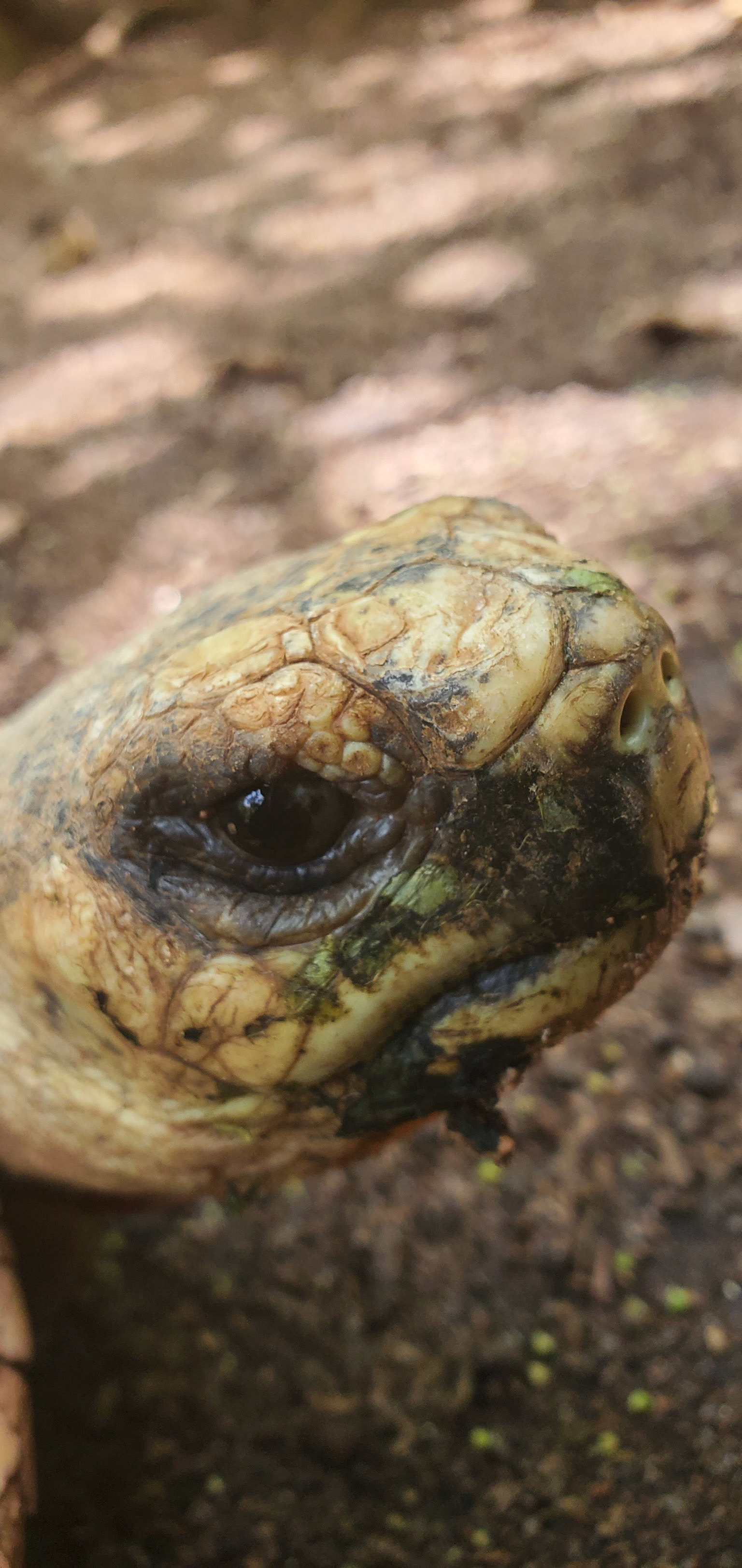 Radiated Tortoises (Astrochelys radiata) are critically endangered in the wild but quite common as hotel pets. They are a long-term commitment though, living up to 188 years. 