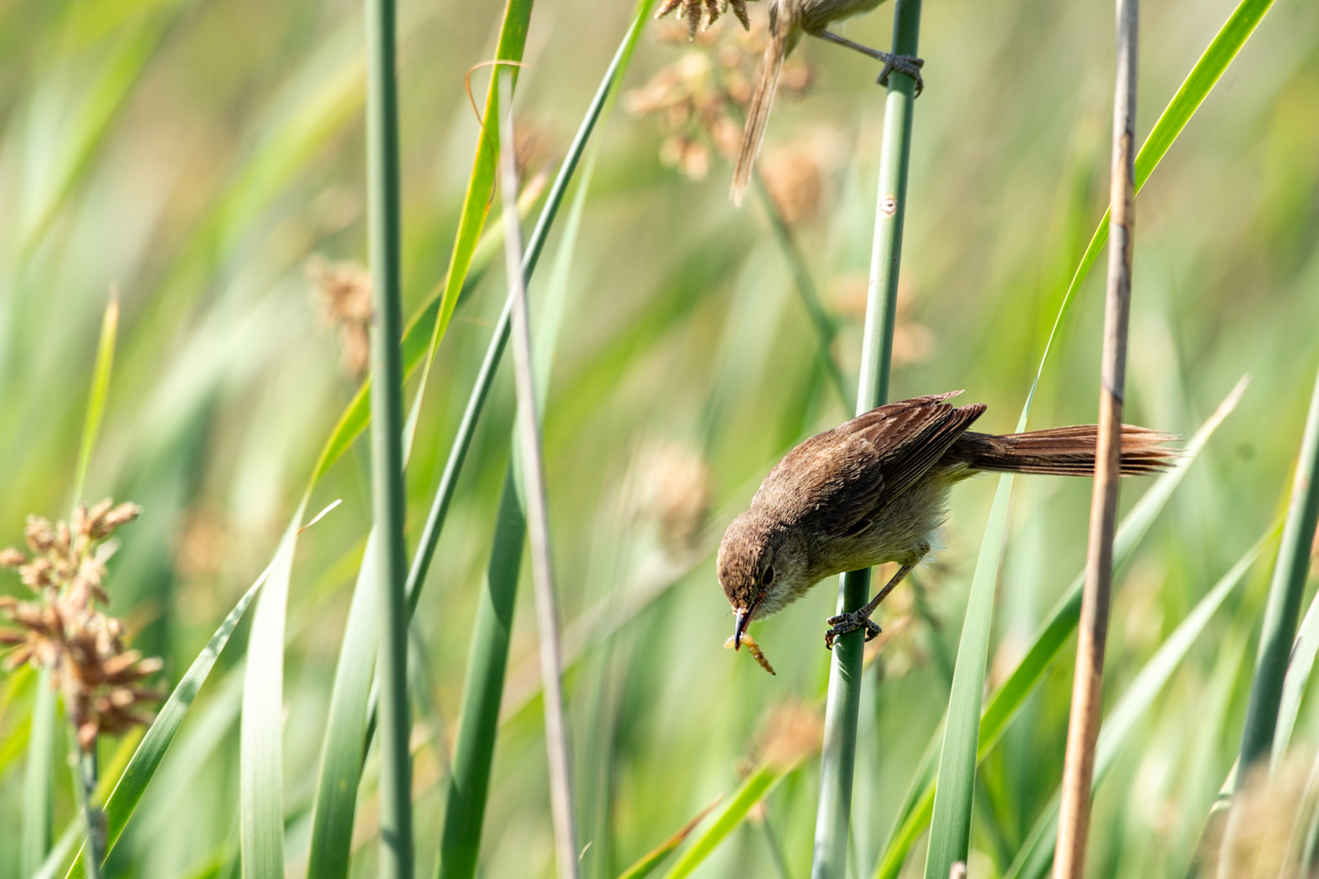 Subdesert Brush Warbler, a snack, and its mate above.