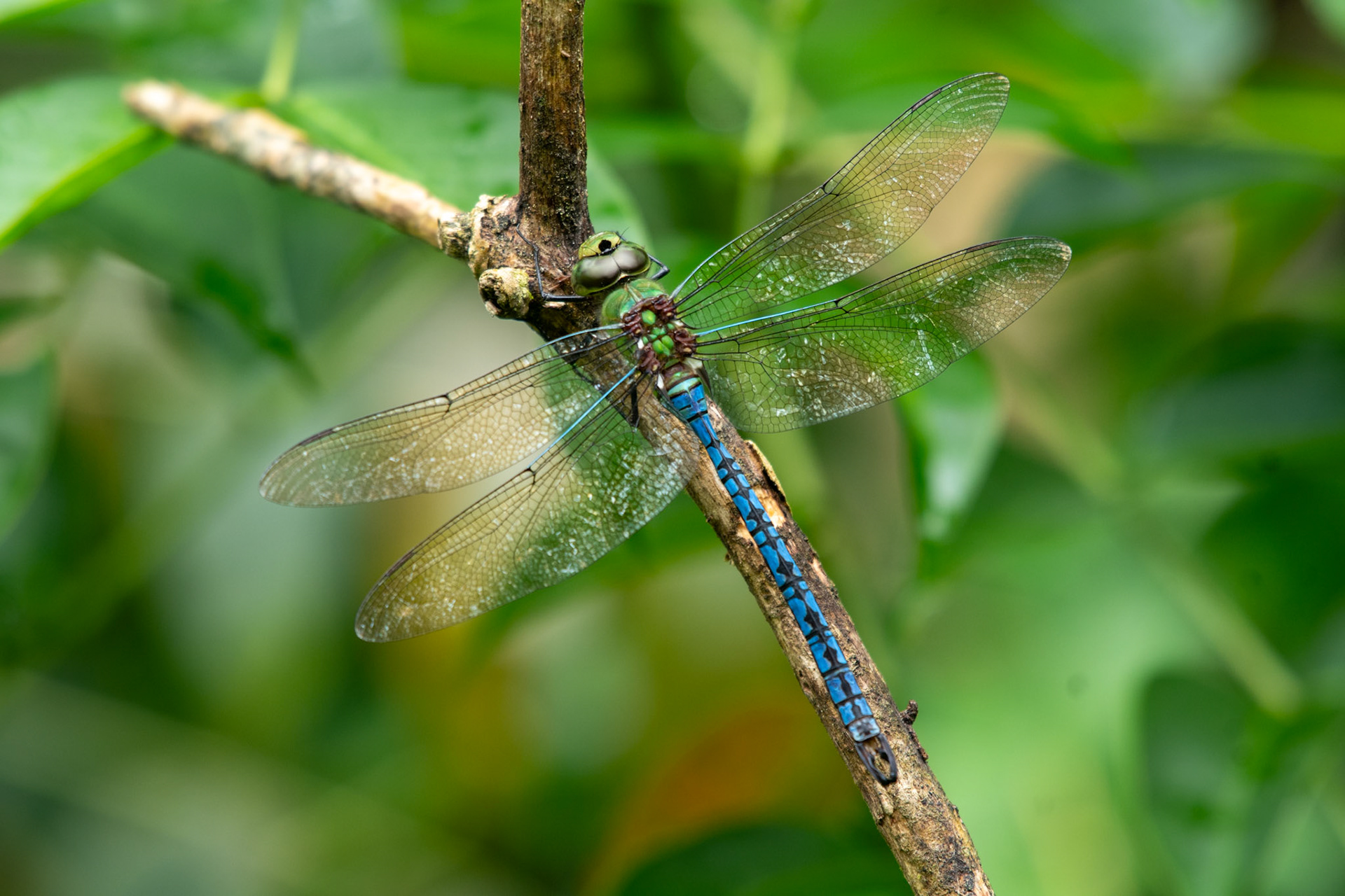 The Blue Emperor Darner (Anax imperator). This dragonfly has a decent presence in Southern Africa and is well-documented in Europe, even as far north as Finland! 