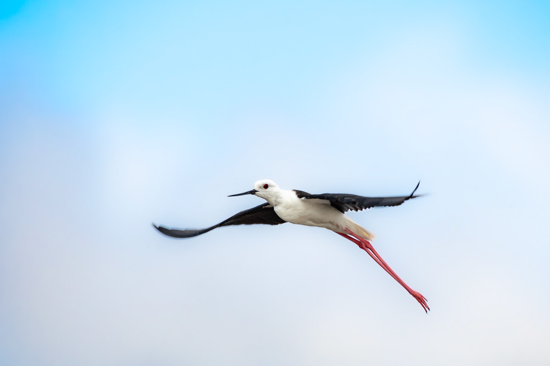 Black-winged Stilt, male