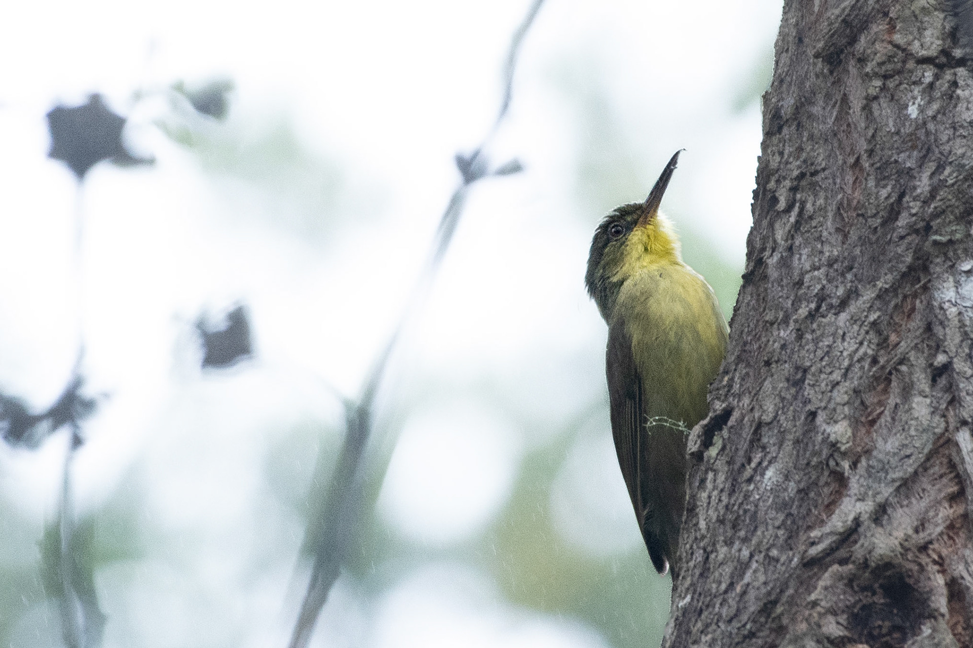 Long-billed Bernieria (Bernieria madagascariensis) is the longest billed member of the Bernieridae (Tetrakas and allies) familiy. It wasn't until recently with genetic advances that the this family of 11 species from 8 genera was validated. Before confirmation, some members of the family were placed in "wastebin taxa" uniting unrelated lineages that looked similar and had similar habitat associations.  