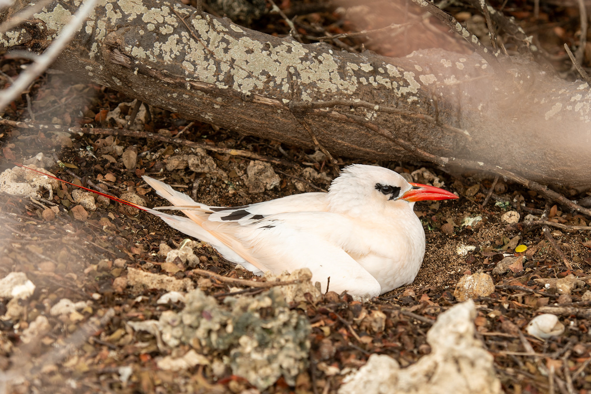 We visited the small, scared island of Nosy Vé which hosts the only breeding colony of Red-Tailed Tropicbirds in Madagascar. 