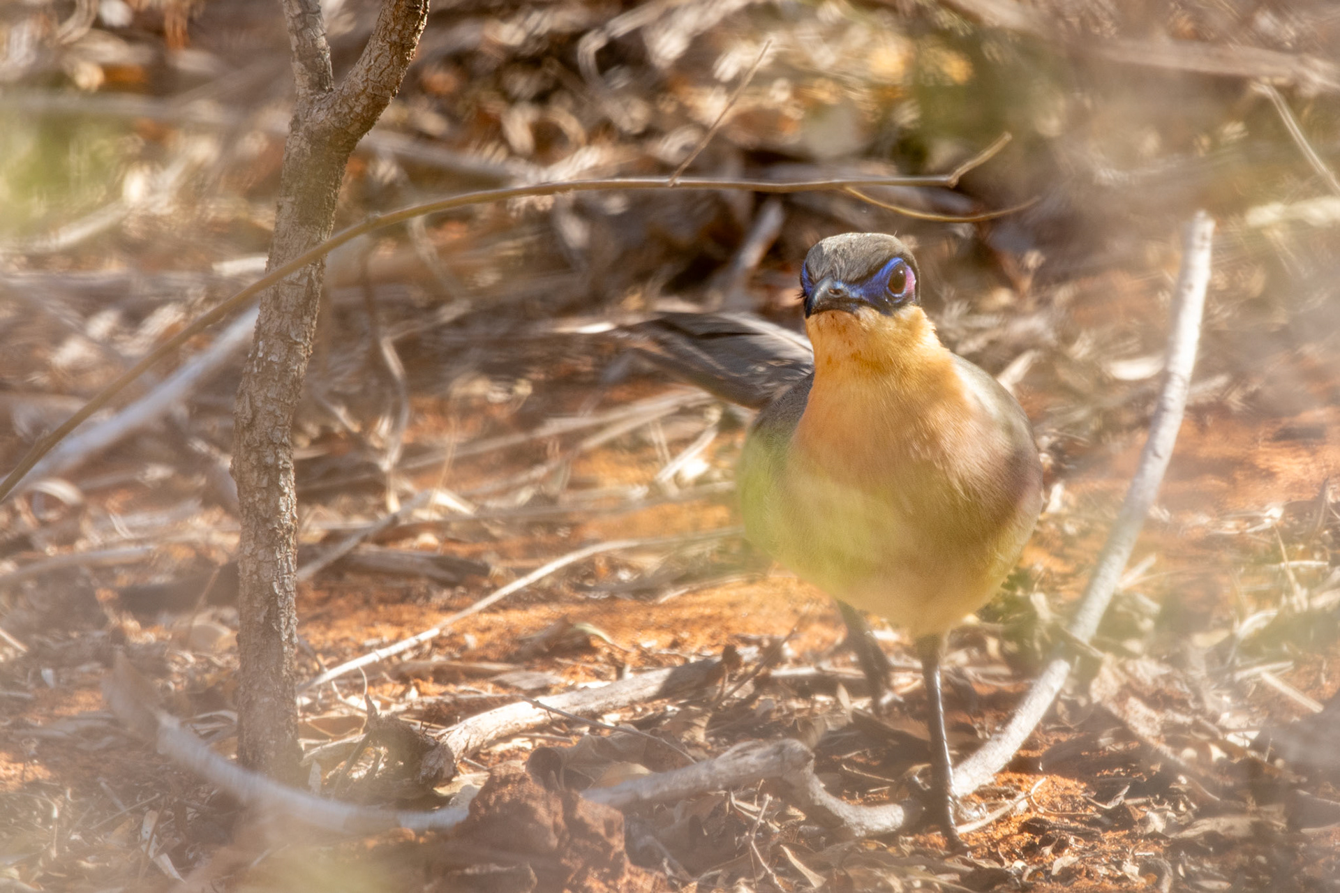 Another terrestrial Madagascar avian specialty, the Running Coua (Coua cursor).