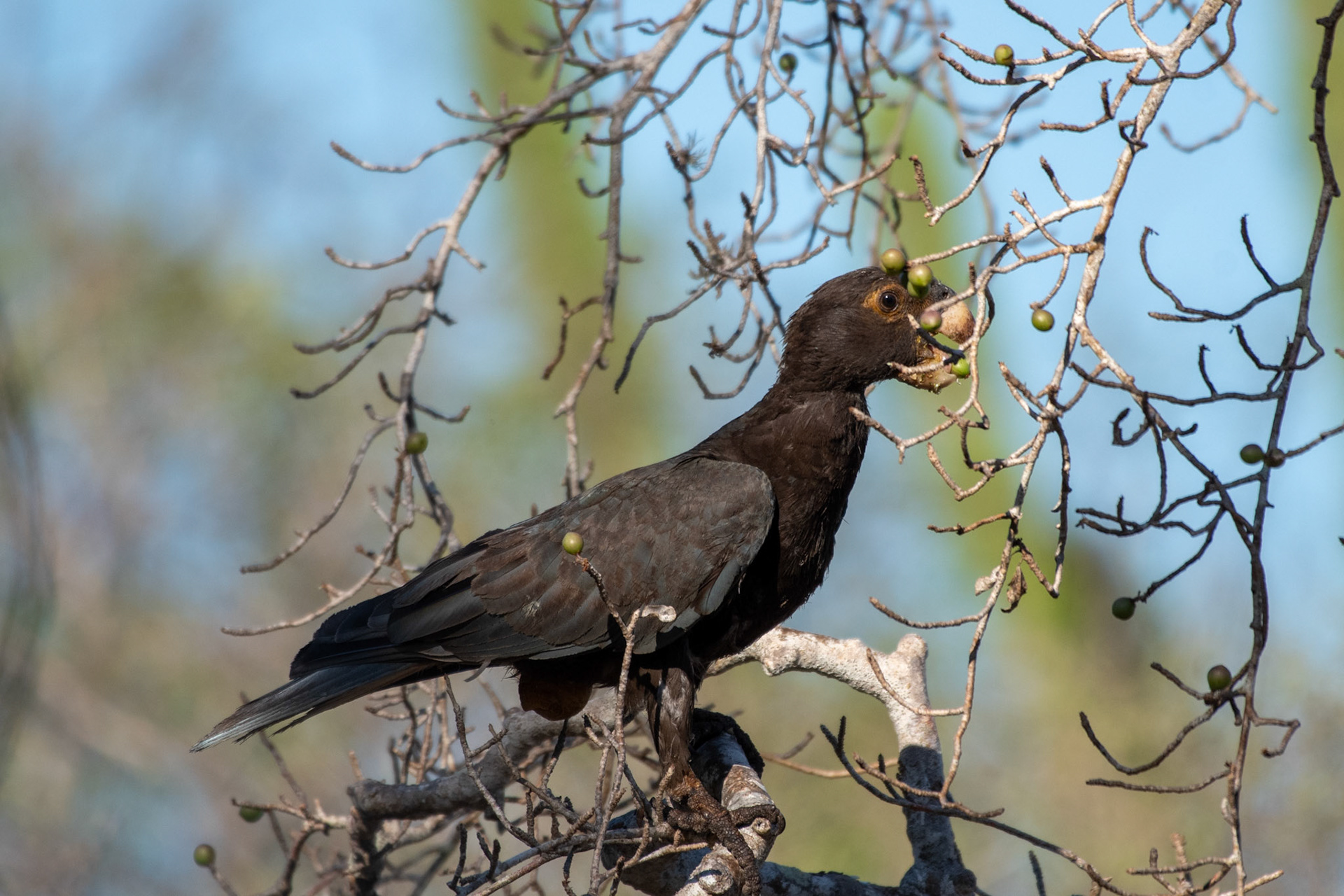 Not your typical showstopper Parrot - Greater Vasa Parrot (Coracopsis vasa). I'm not sure what's going on with its cloaca here. Infection? 