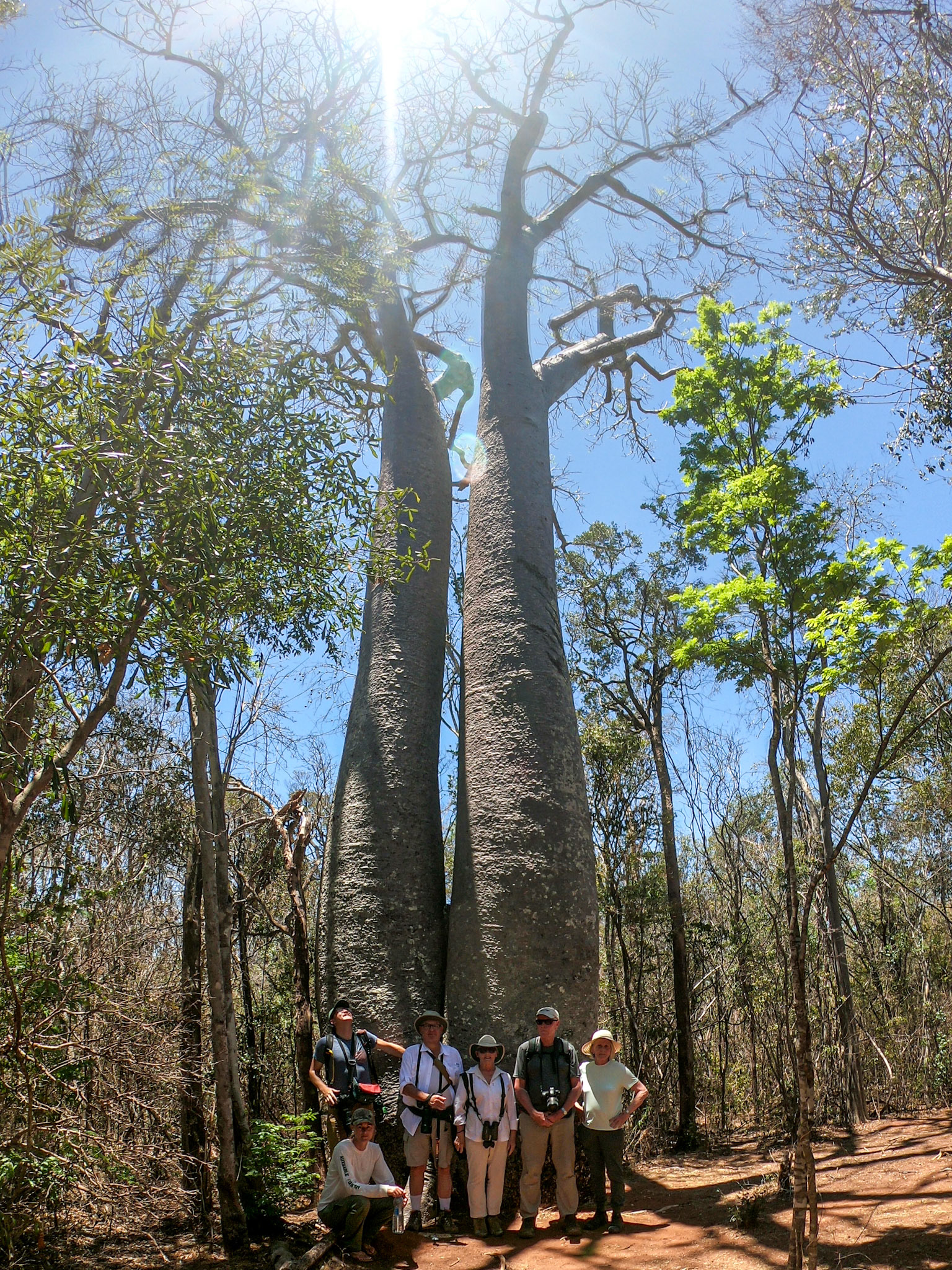 The Group with Adansonia Za duo